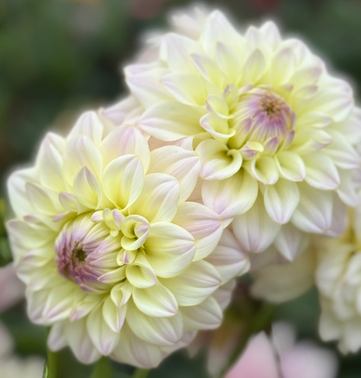 Dutch Delights: Dahlias from the Netherlands