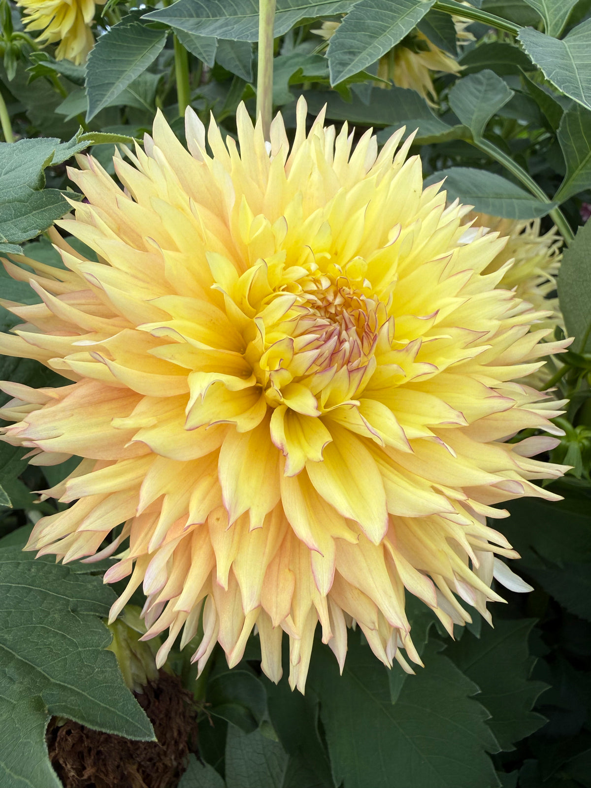 Van Isle Dahlias: Trevor Hoff’s Coastal Creations