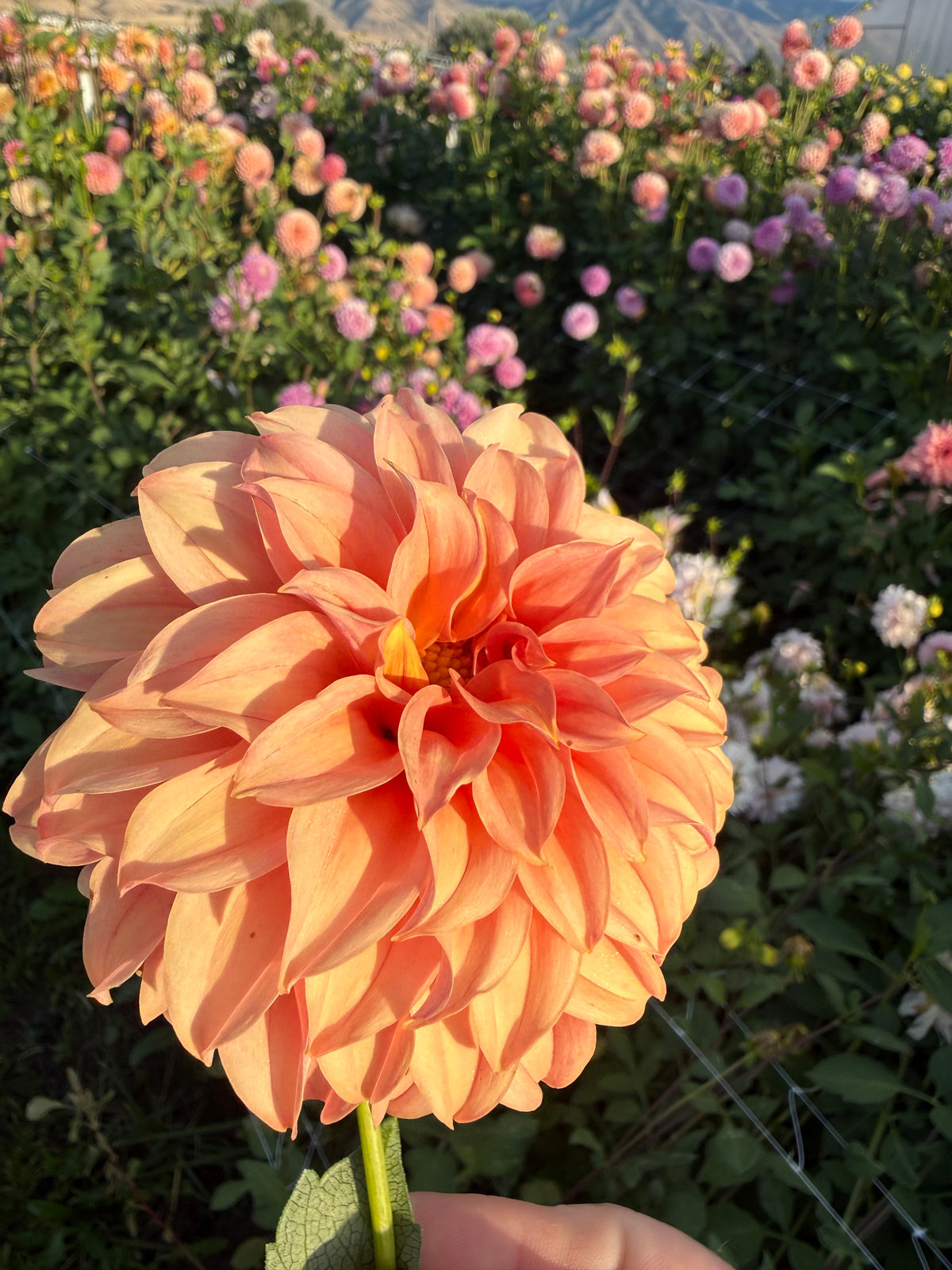 From Craig Bell’s Fields: The Bell’s Dahlia Collection