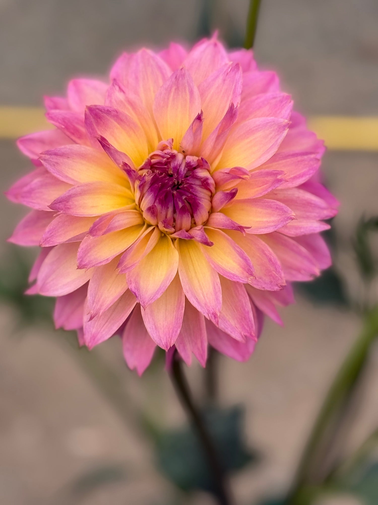 Swedish Dahlias: Nordic Blooms with Style