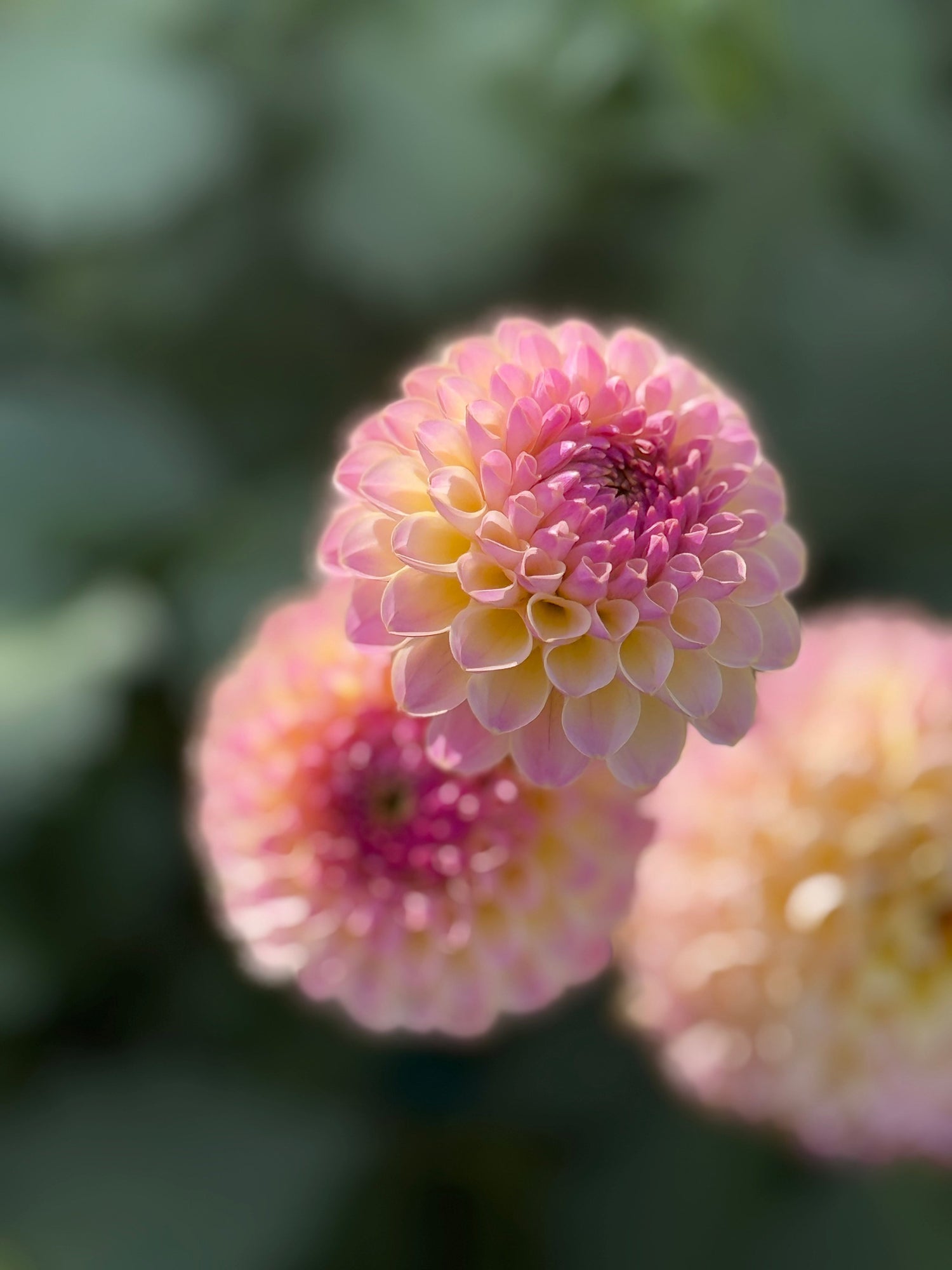 Austrian Elegance: Dahlias with a Viennese Waltz