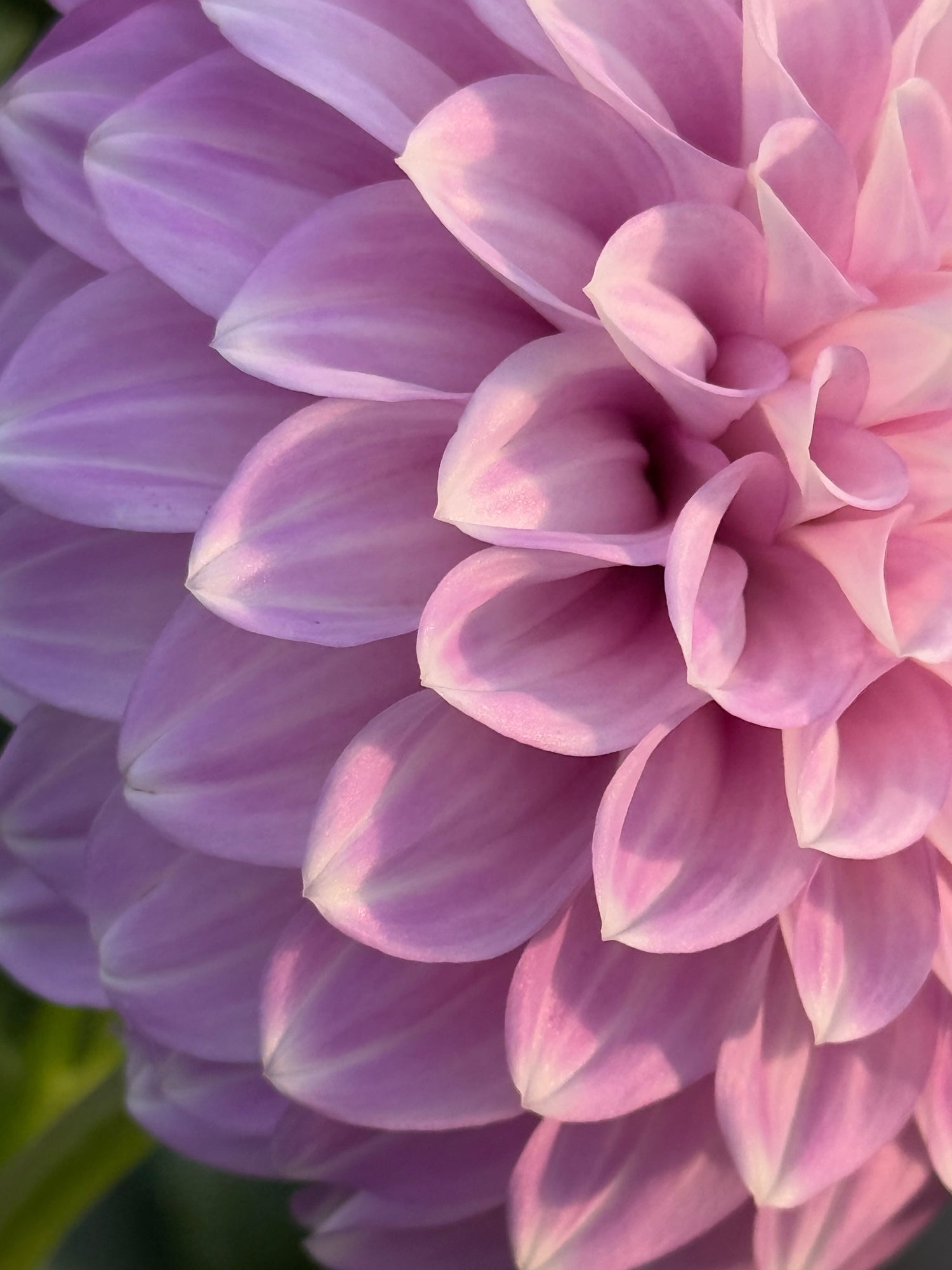 Coorabell Dahlias: Wedd Family Originals from Australia