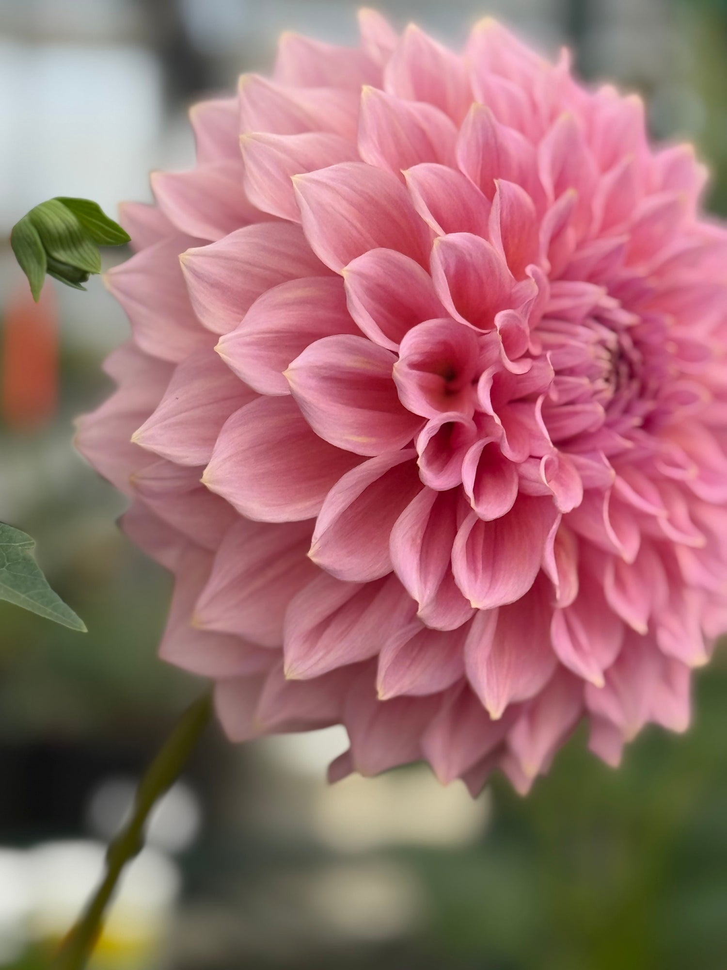 Formby Dahlias: George Harding’s Tasmanian Treasures