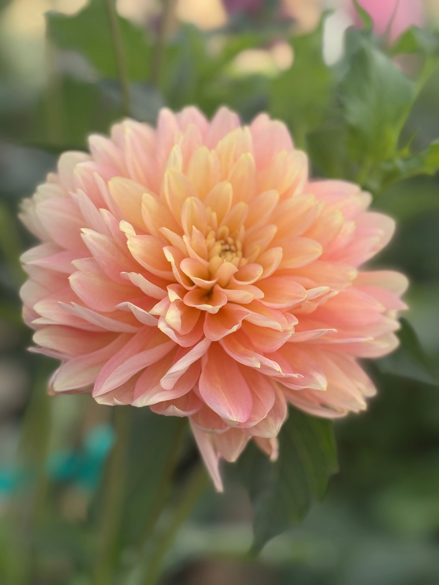 Burfoot Dahlias: Pacific Northwest Originals by Mara & Noll