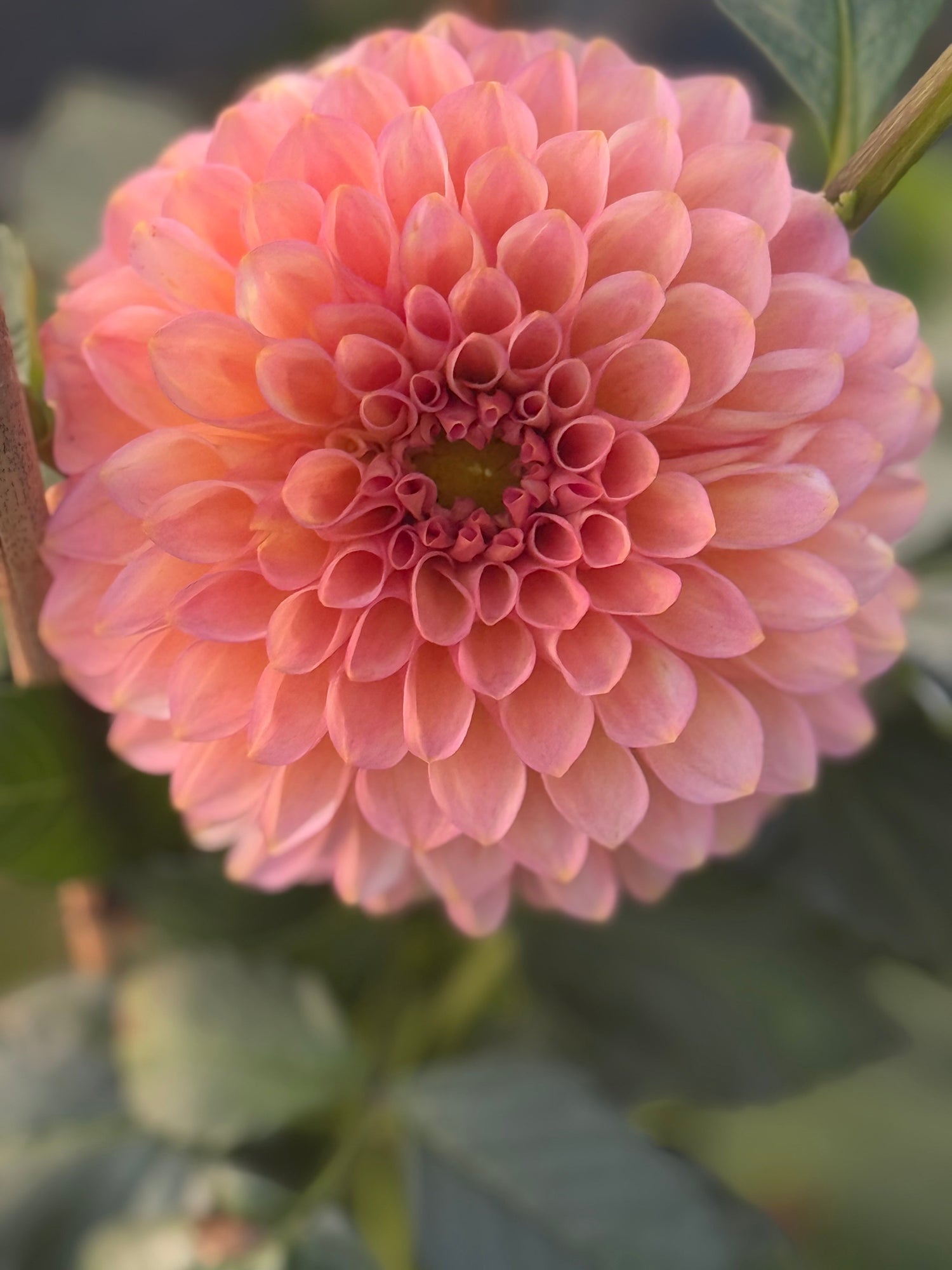 20th Ave Dahlias: Rich Gibbson’s Bold American Breeding