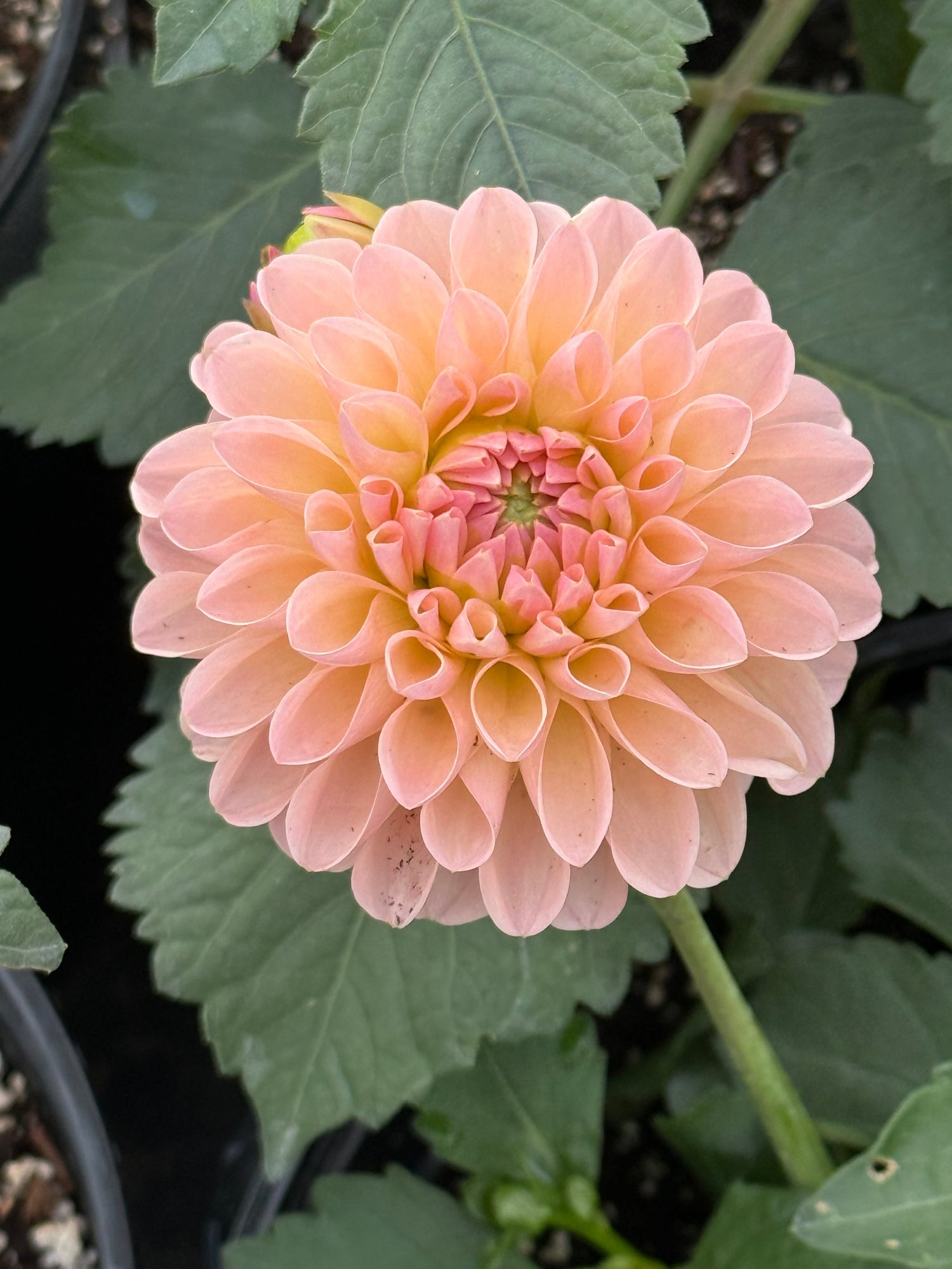 UK Dahlias: British Blooms with Dapper Style
