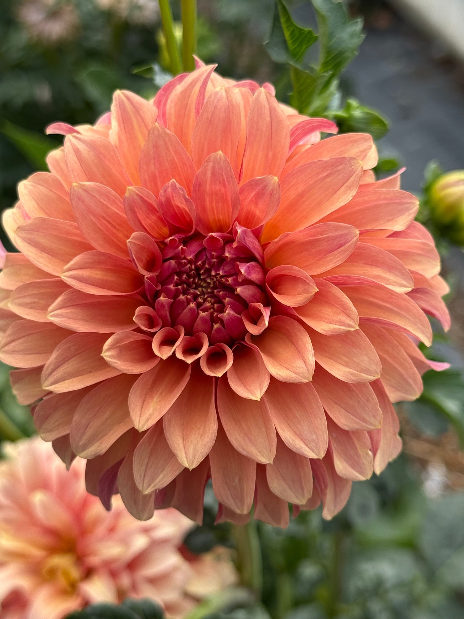 River’s Dahlias: Eugene & Rosie’s Modern Masterpieces