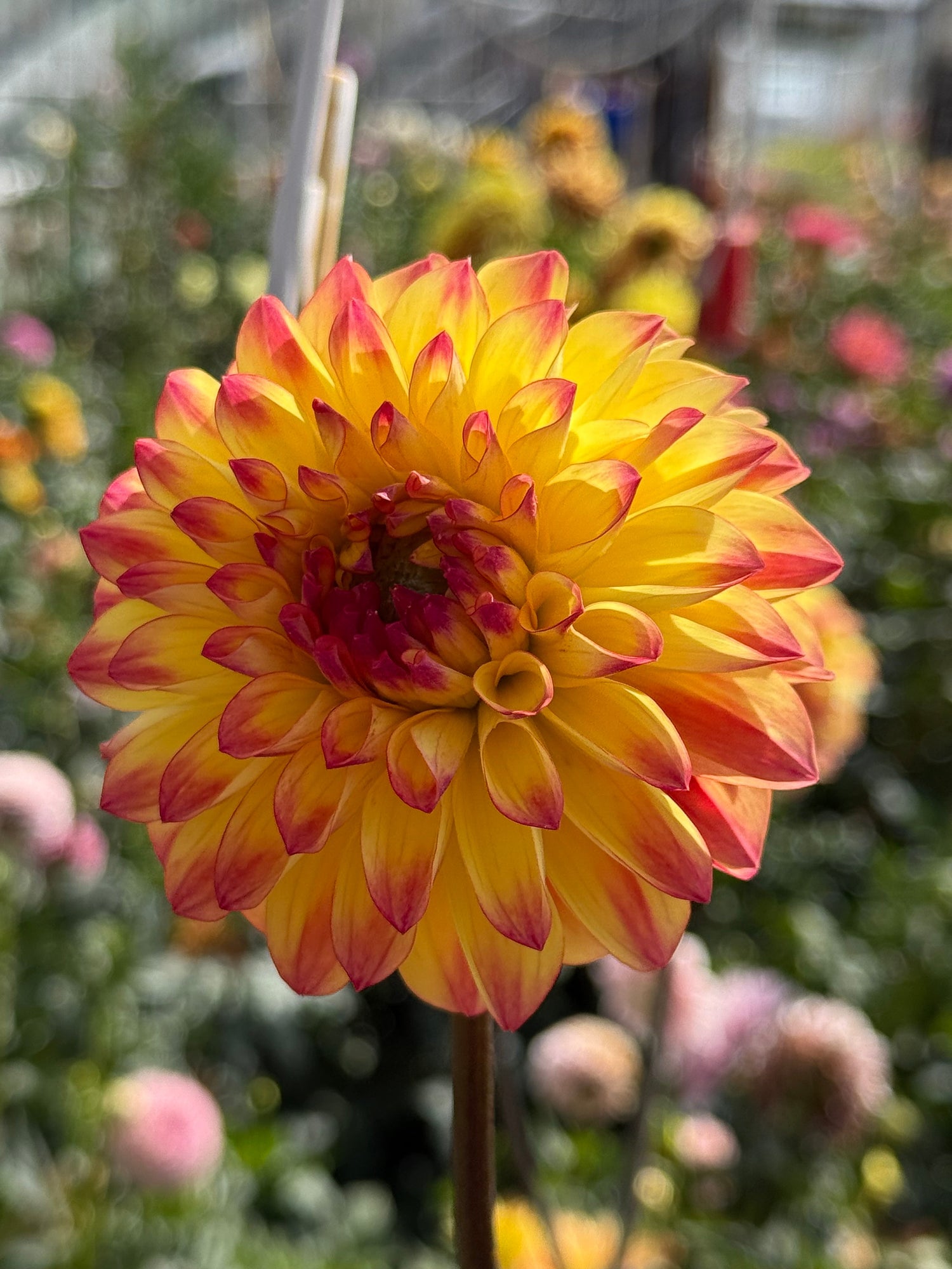 Moose’s American Collection: Stars, Stripes & Stunning Petals