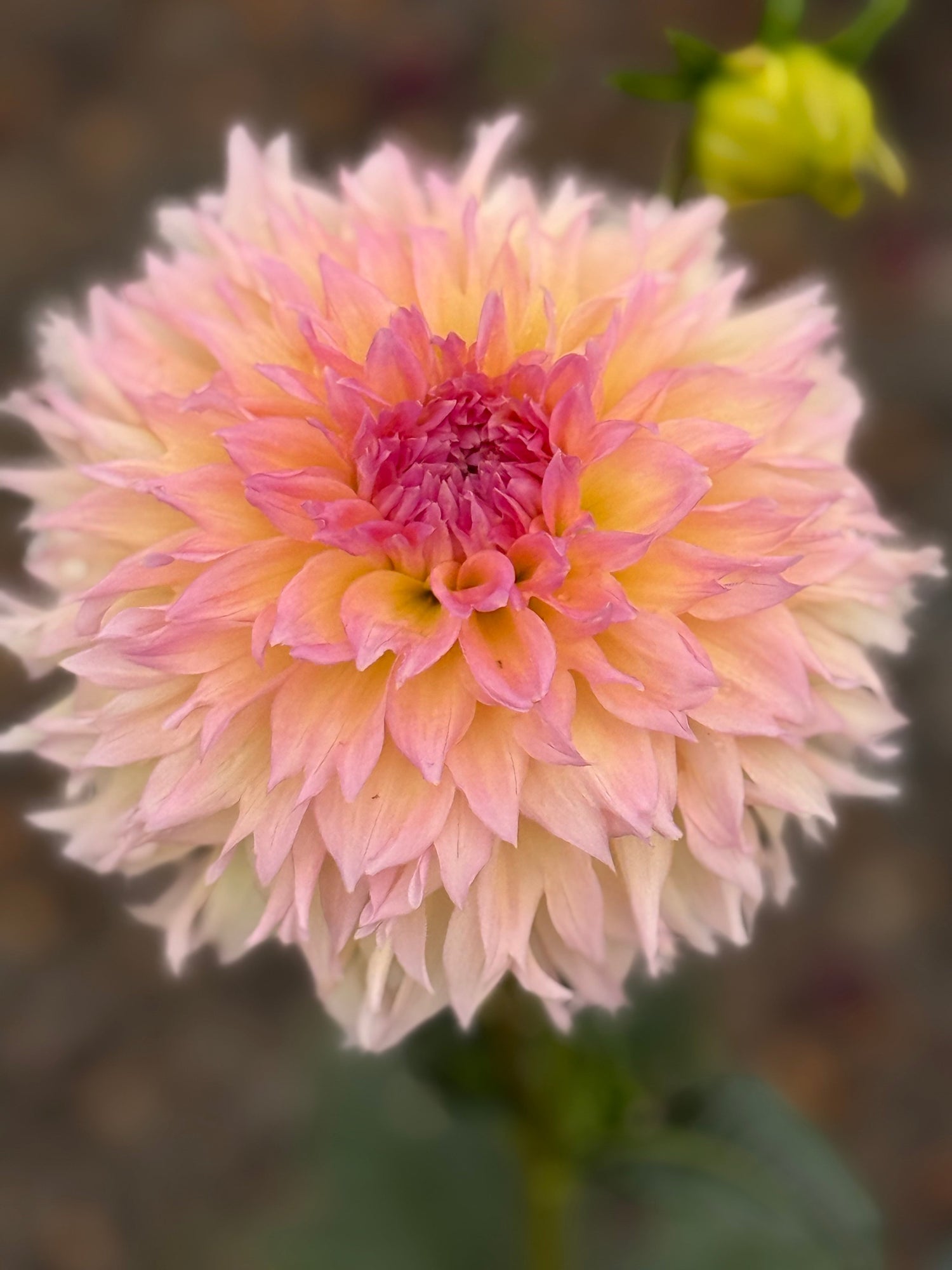 Lee’s Dahlias: Bold Breeding by Lee Carlton