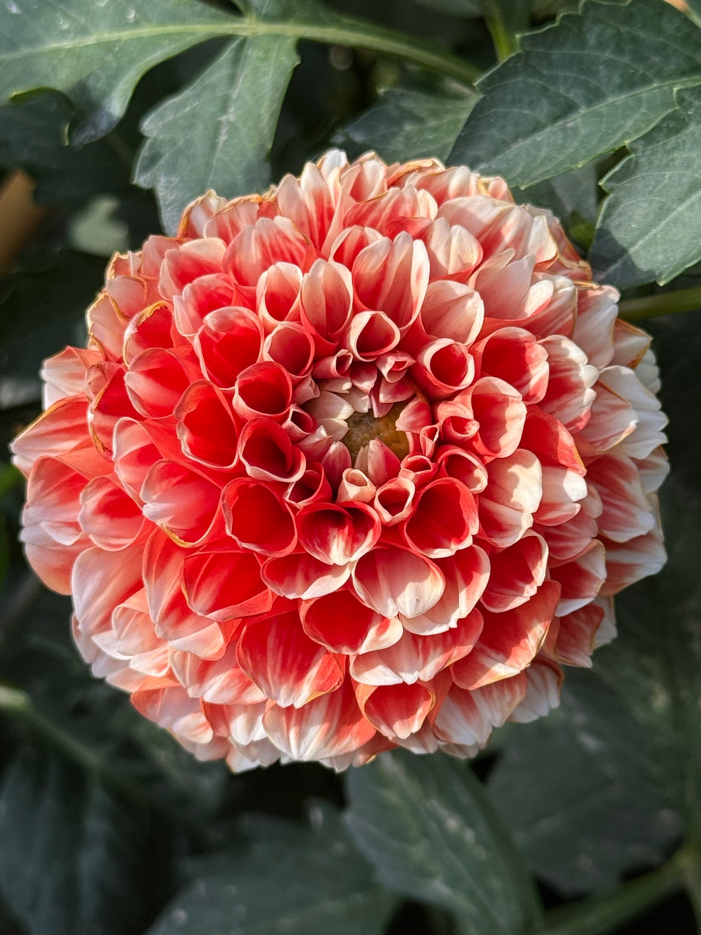 Luan Rooted Cuttings