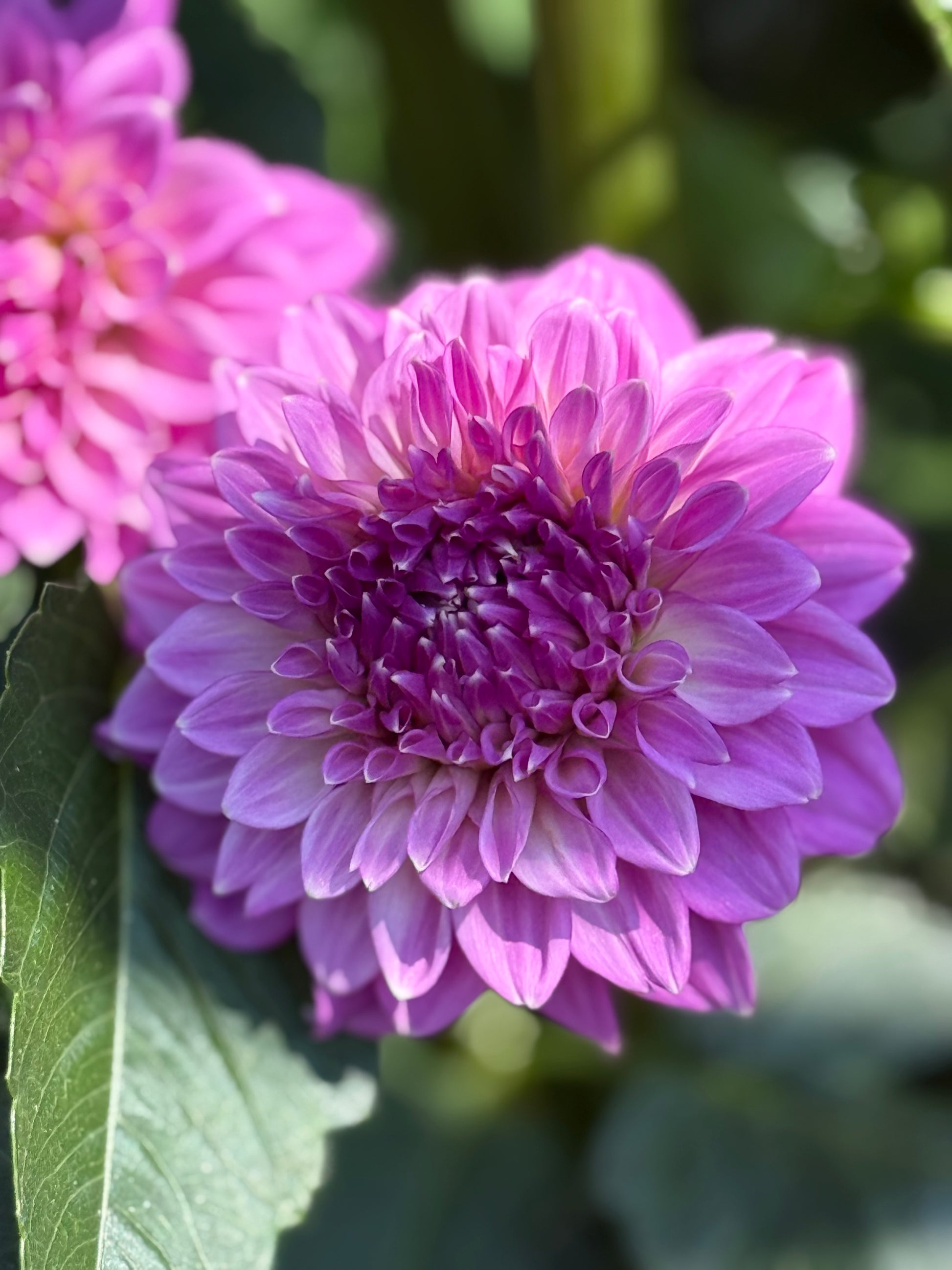 Bloomquist Clear Delight