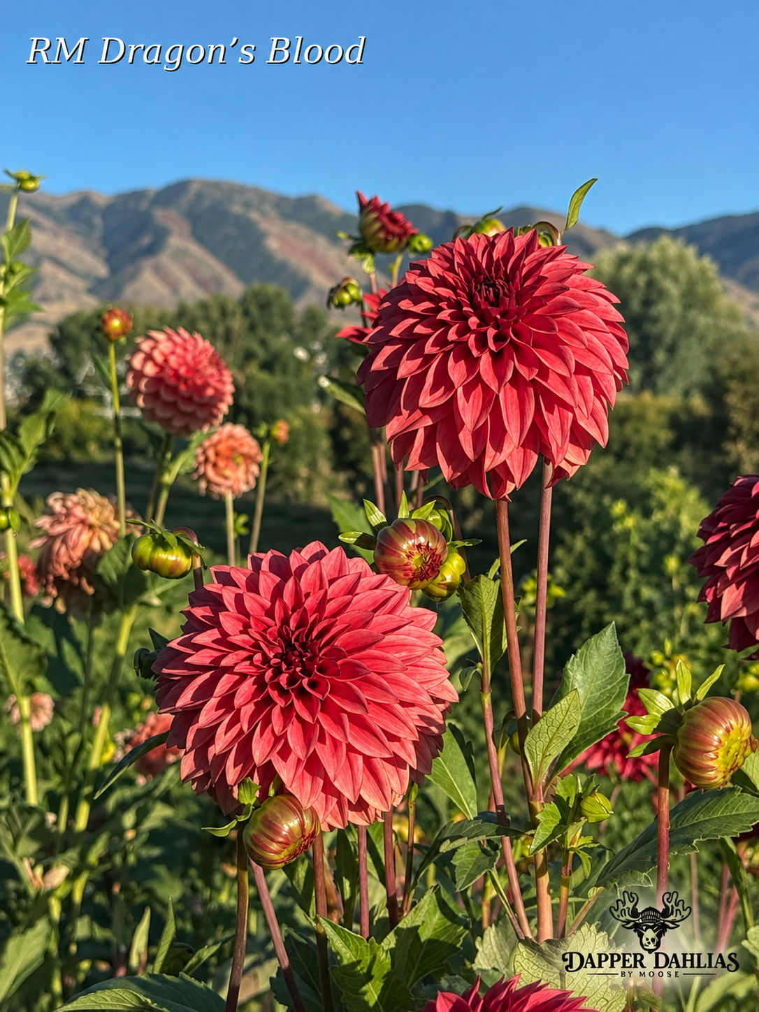 RM Dragon's Blood Dahlia | Rooted Cutting | Dapper Dahlias