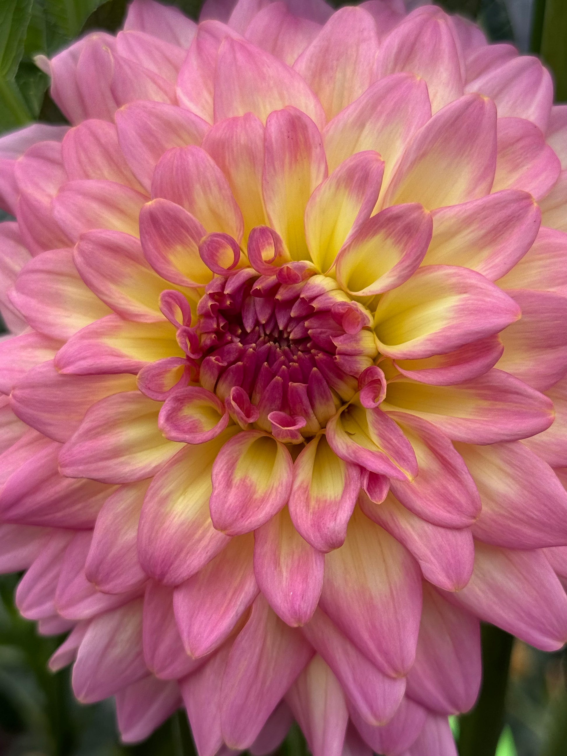 Bloomquist Parasol Dahlia