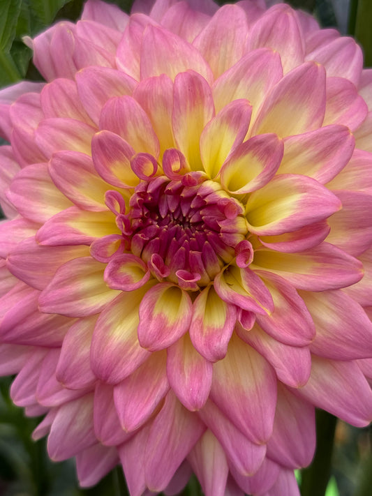 Bloomquist Parasol Dahlia