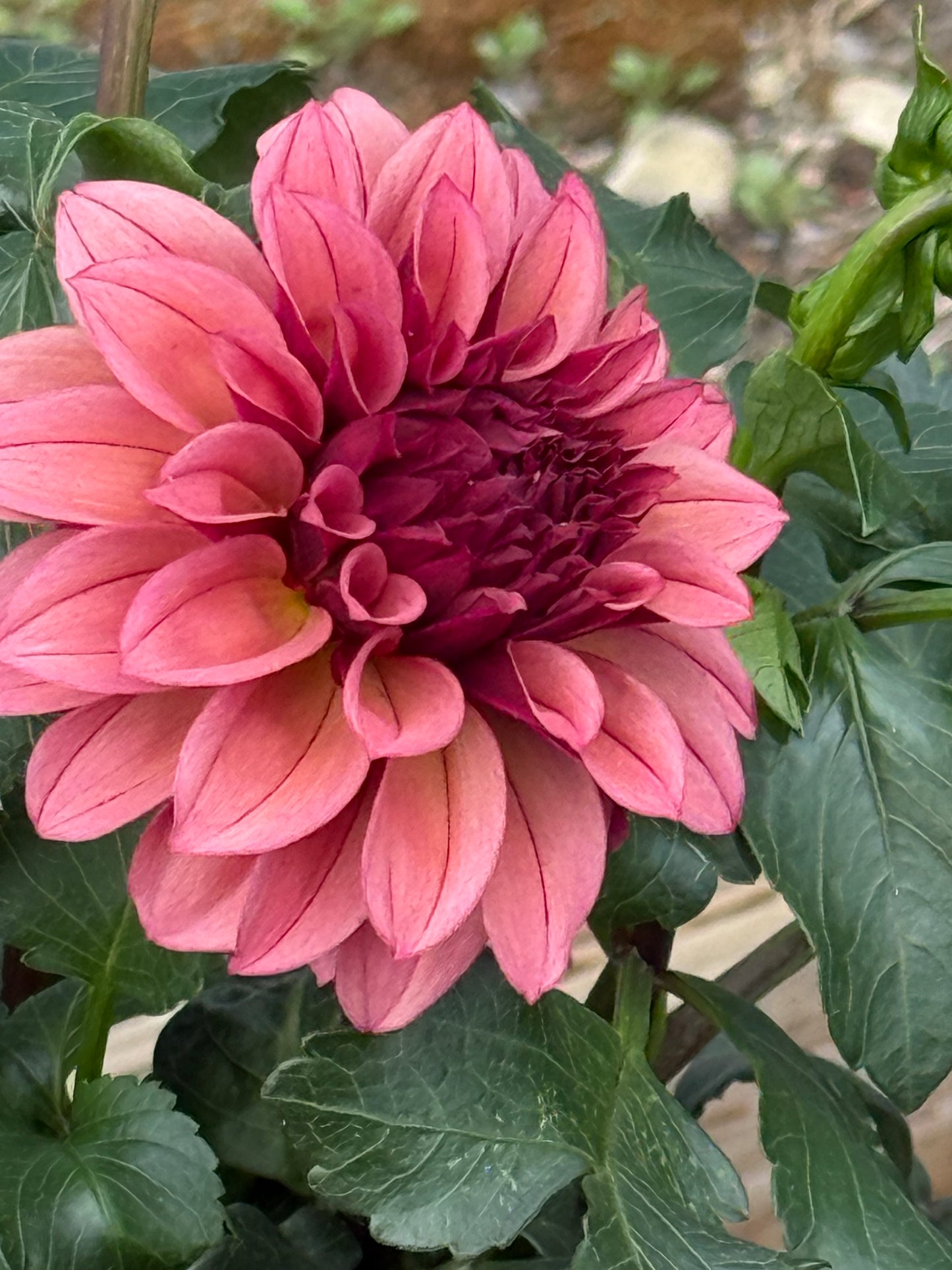 Kennedy Hill Meemer Mae