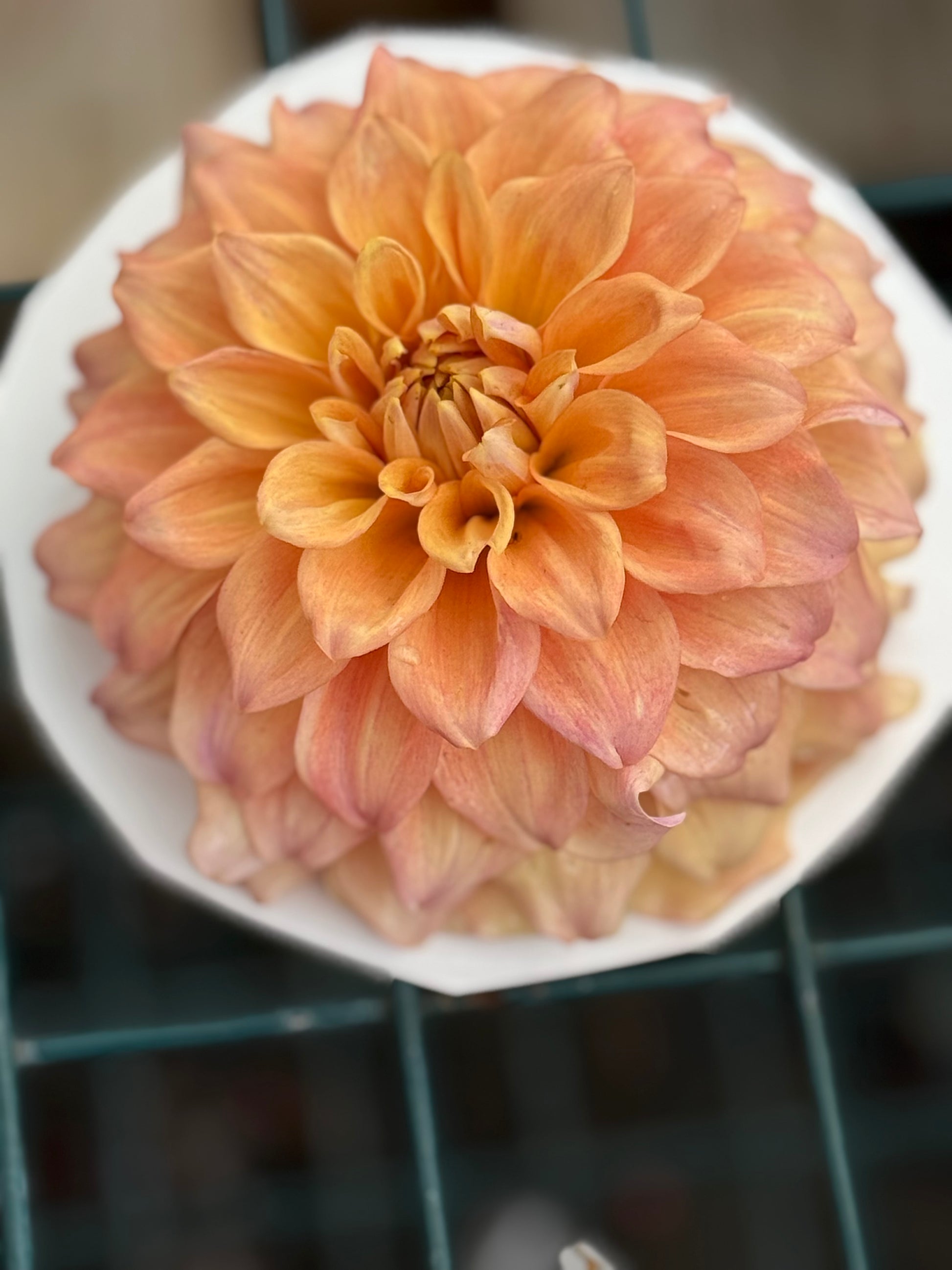 Hapet Coral Charm Dahlia