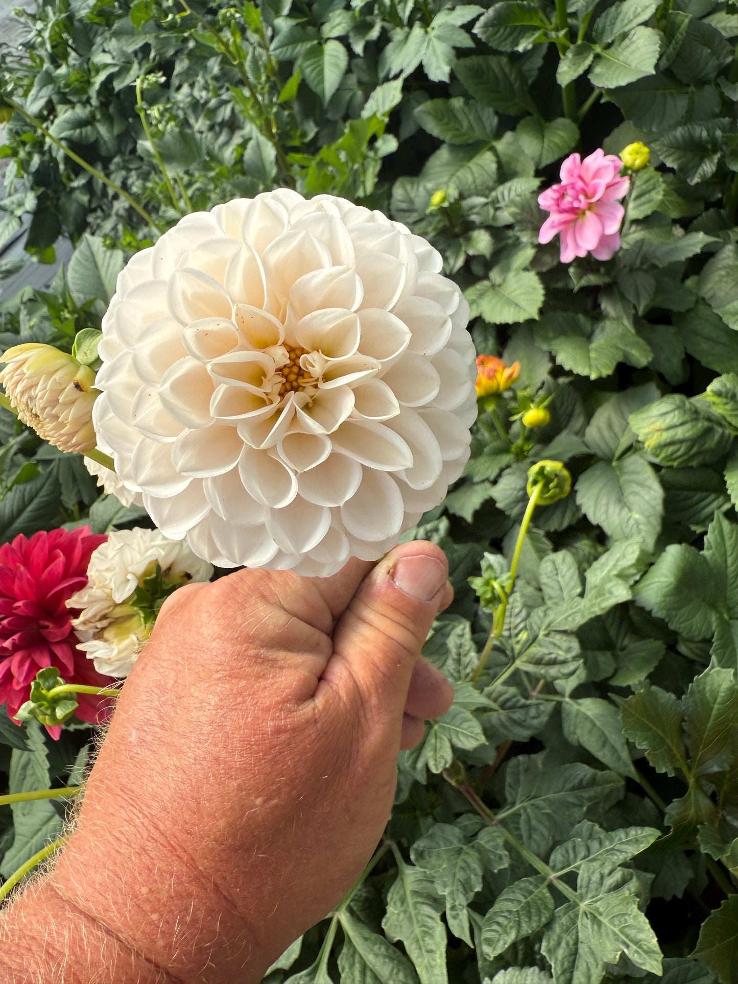 Lee's Kewpie Dahlia