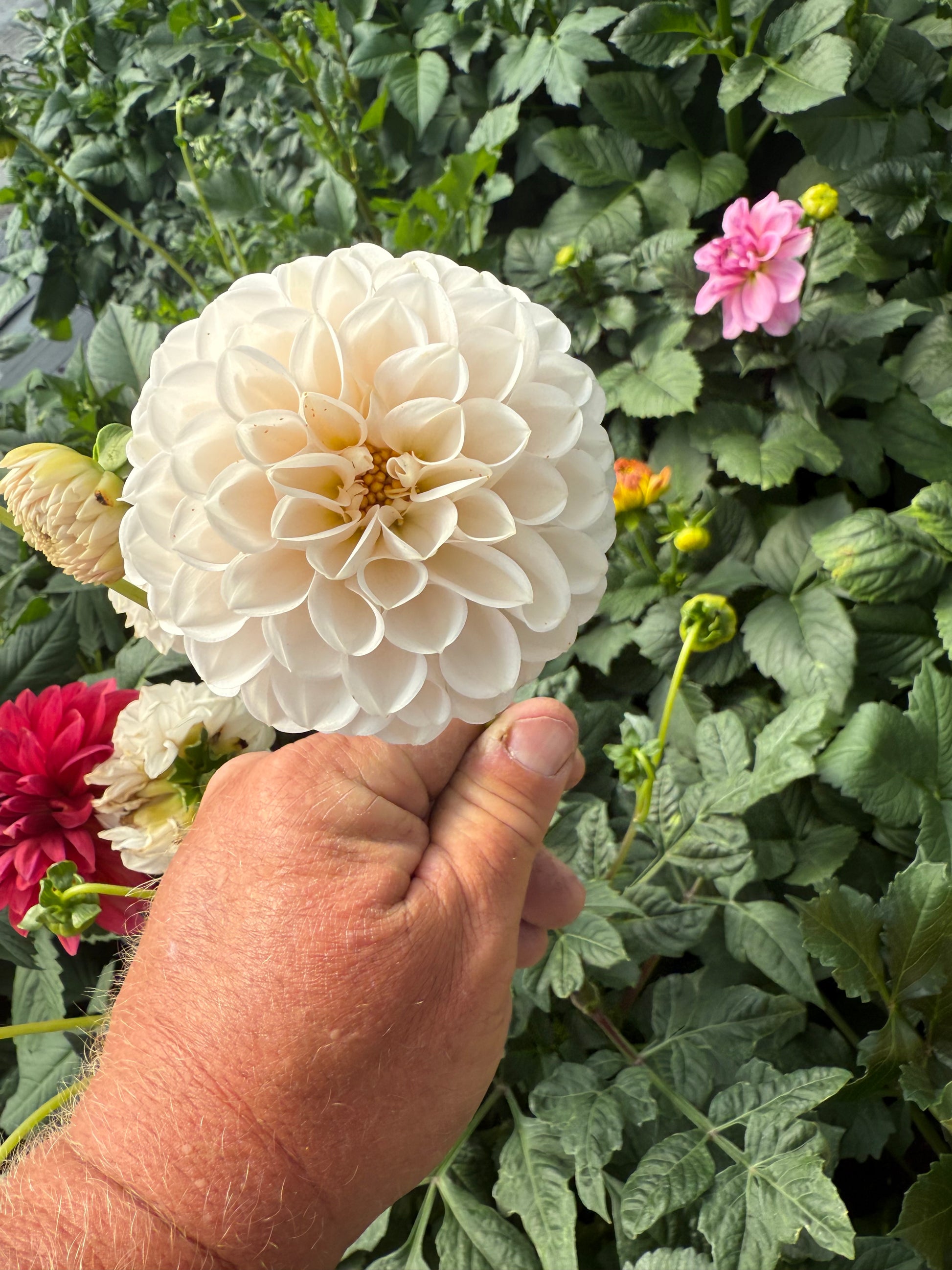 Lee's Kewpie Dahlia