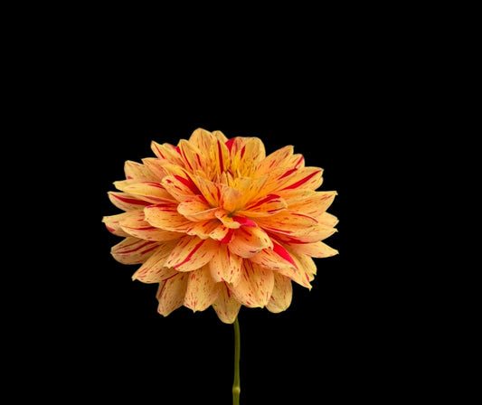 Hollyhill Snowfire  Rooted Cuttings Shipping Apr 1 - May 15
