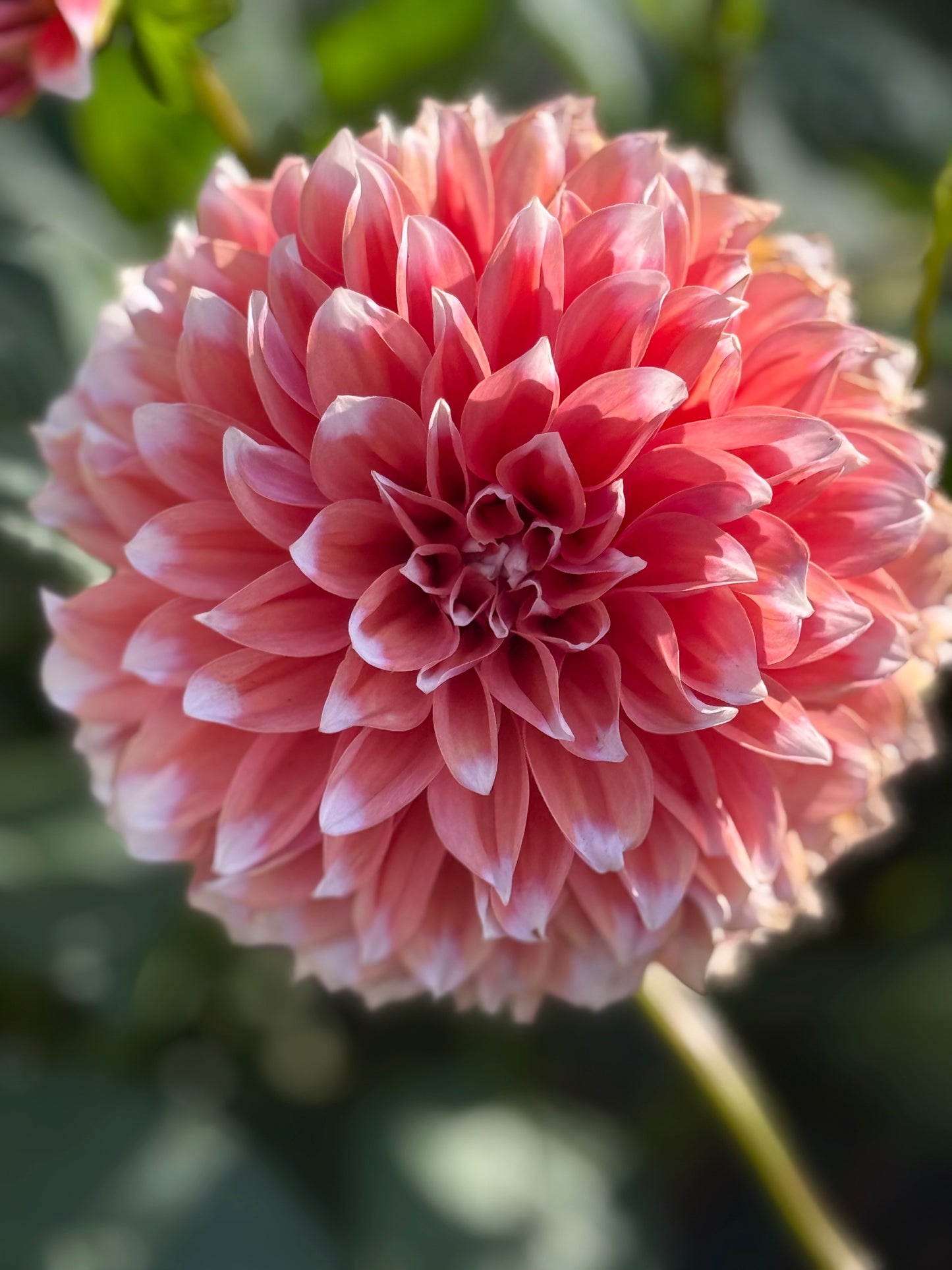 RM Sweet Sebastian Dahlia