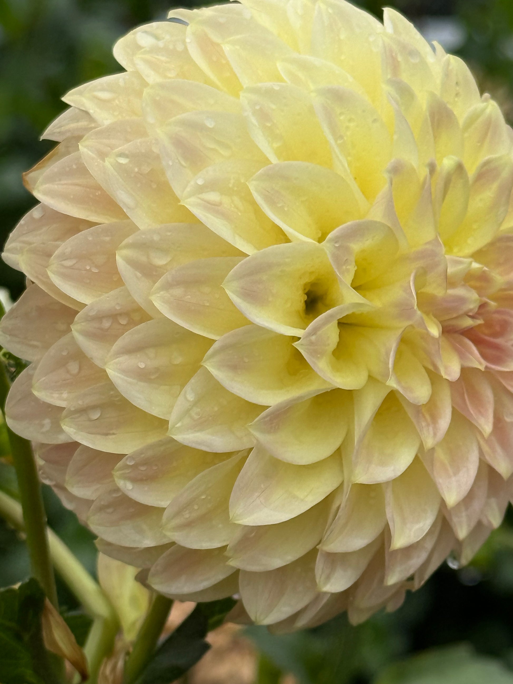 Coorabell Astrid Dahlia