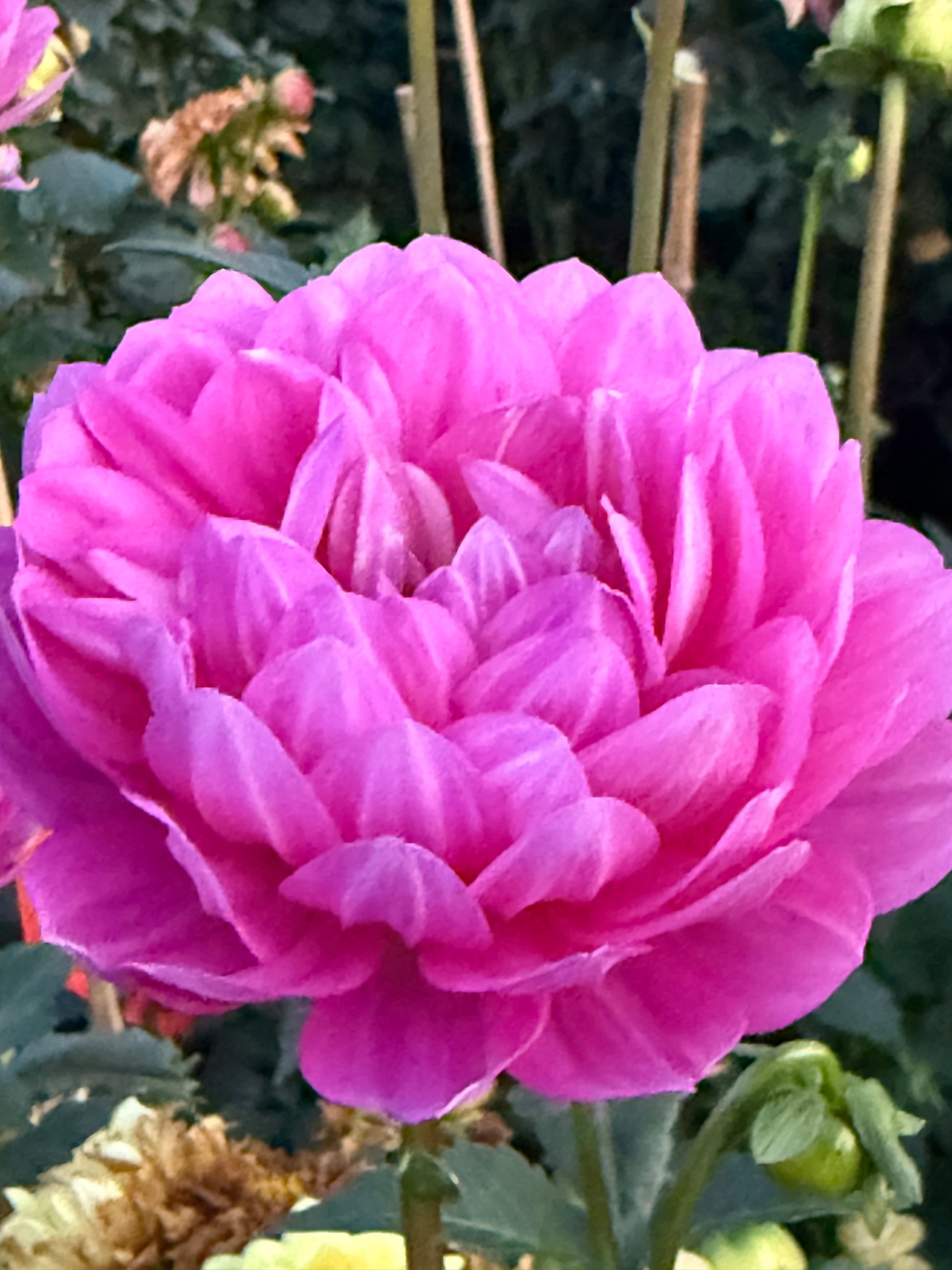 Sandia Cancan Dahlia
