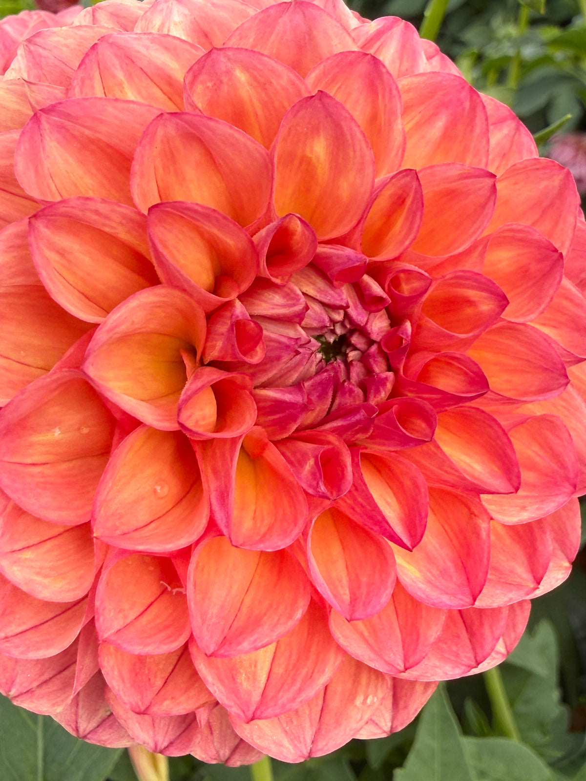 Parklea KB Australian Dahlia Rooted Cutting Tuber