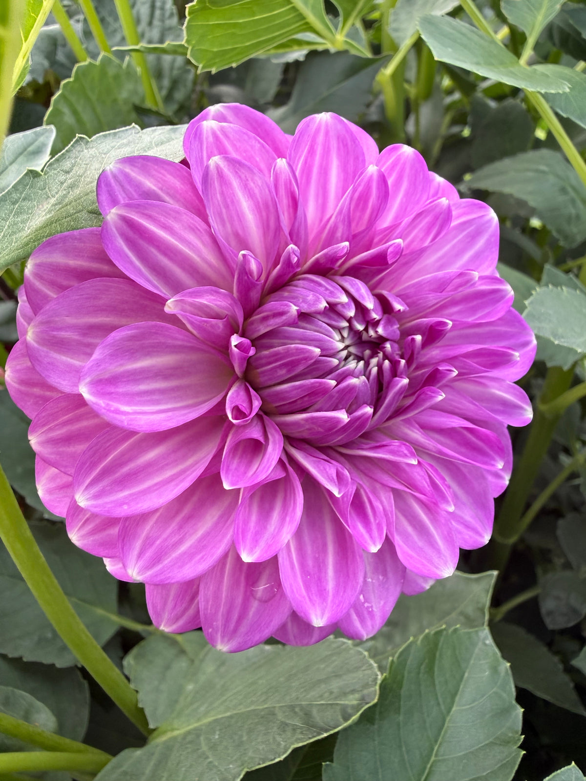 Cupid Australian Dahlia Rooted Cutting Tuber