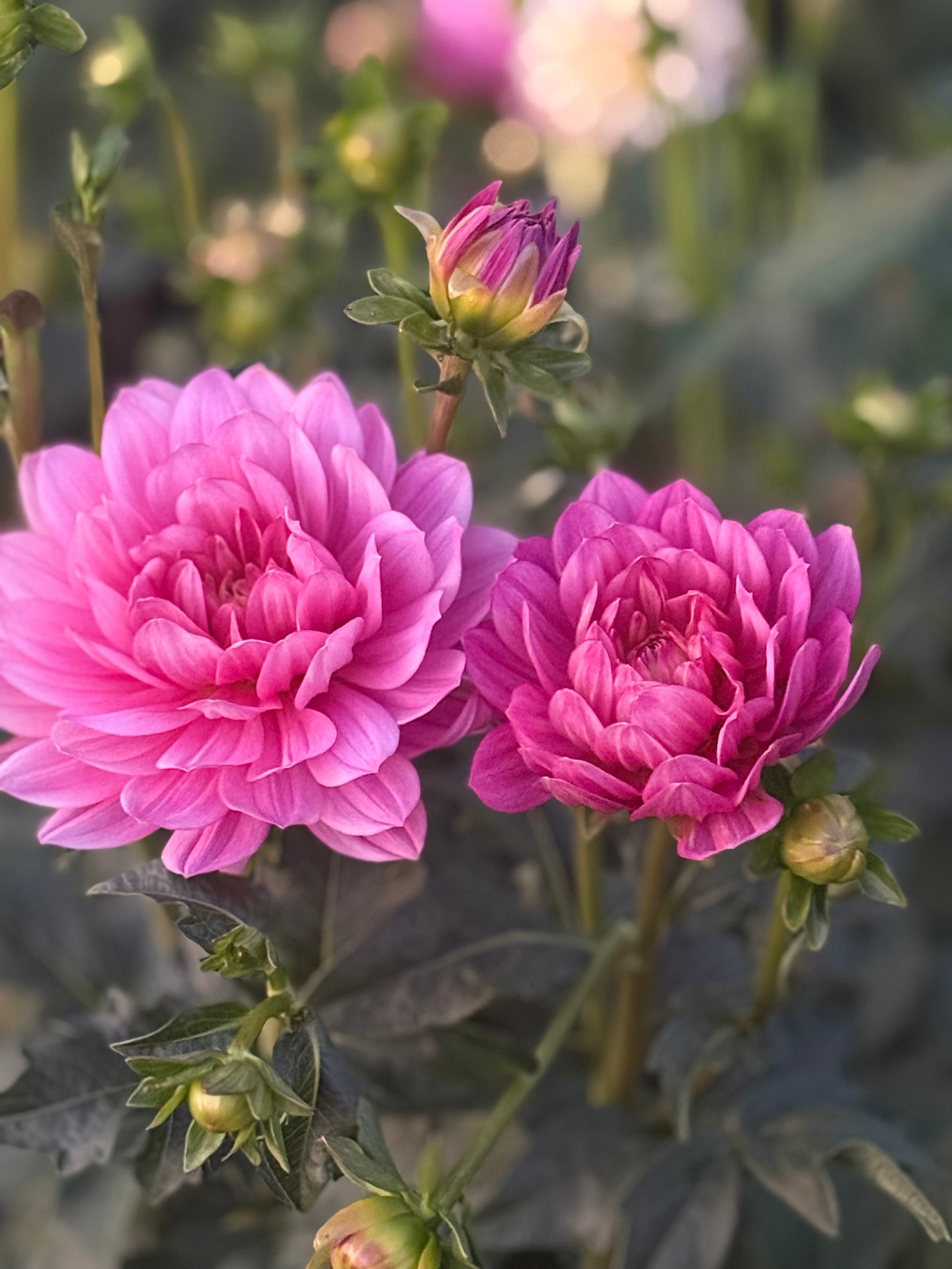 Hollyhill Pink Martini Dahlia