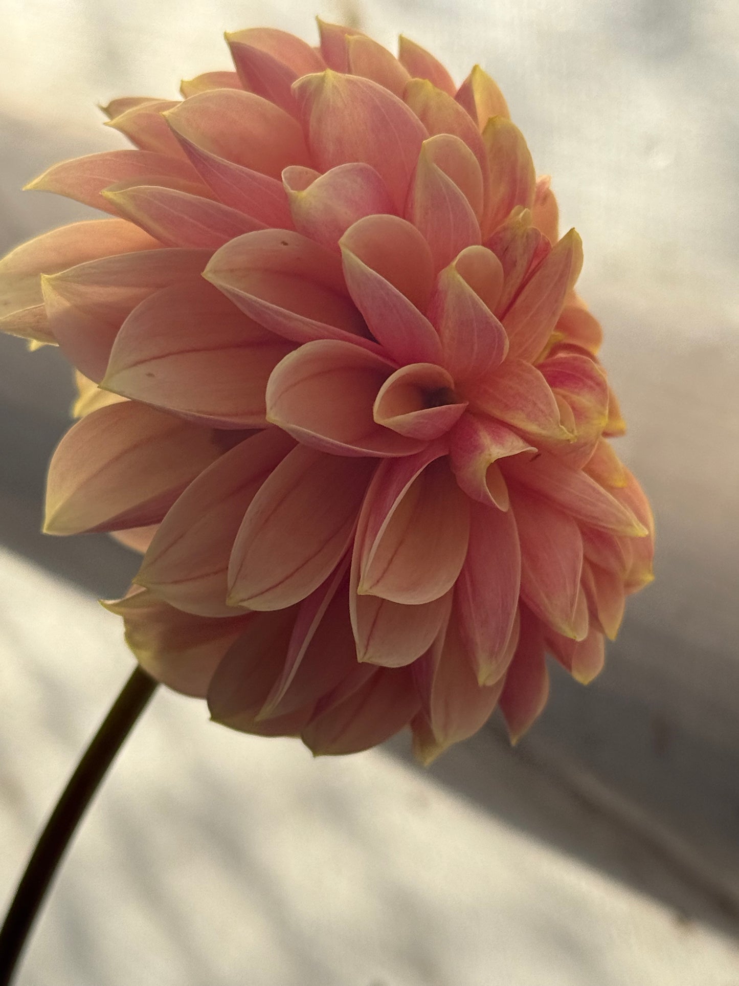 Peach Macaron Rooted Cutting