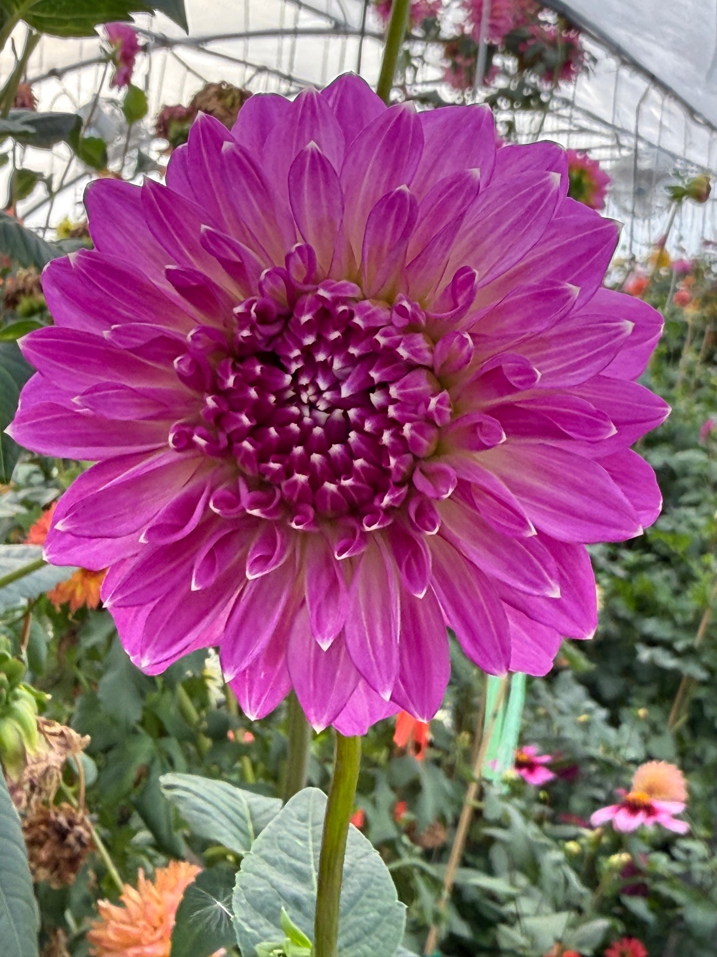 Bloomquist Clear Delight Rooted Cuttings