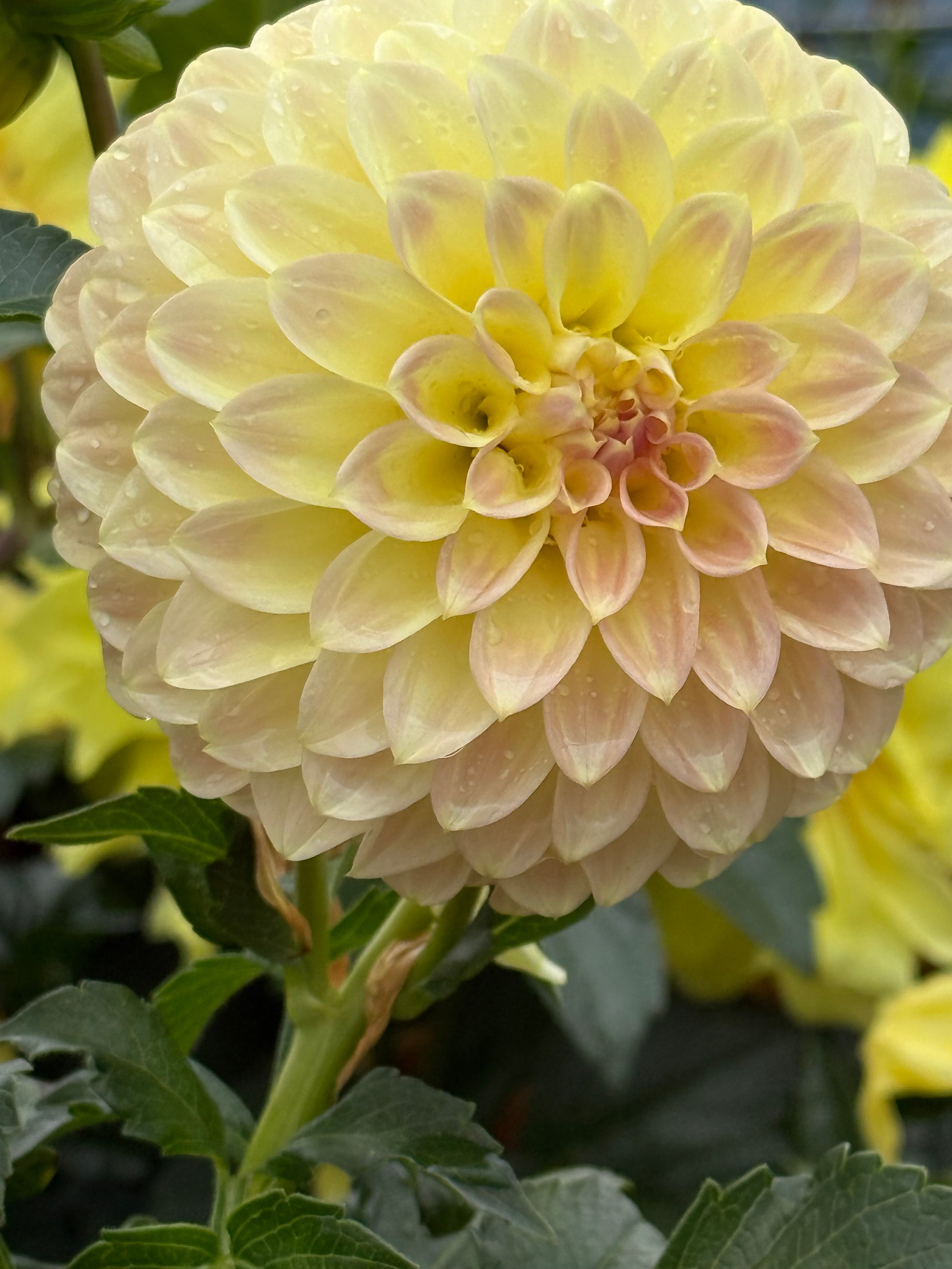 Coorabell Astrid Dahlia