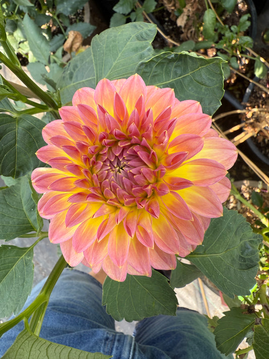 Bloomquist Jerry Dahlia