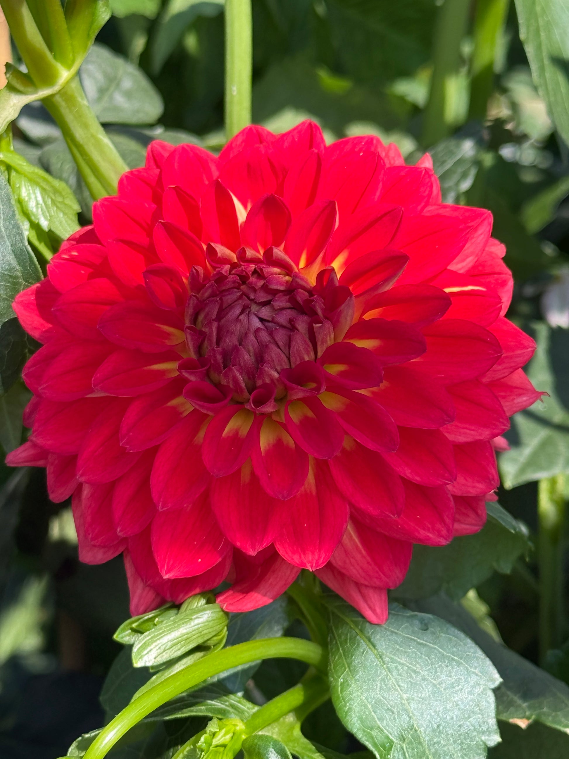 Bloomquist Cryptic Dahlia