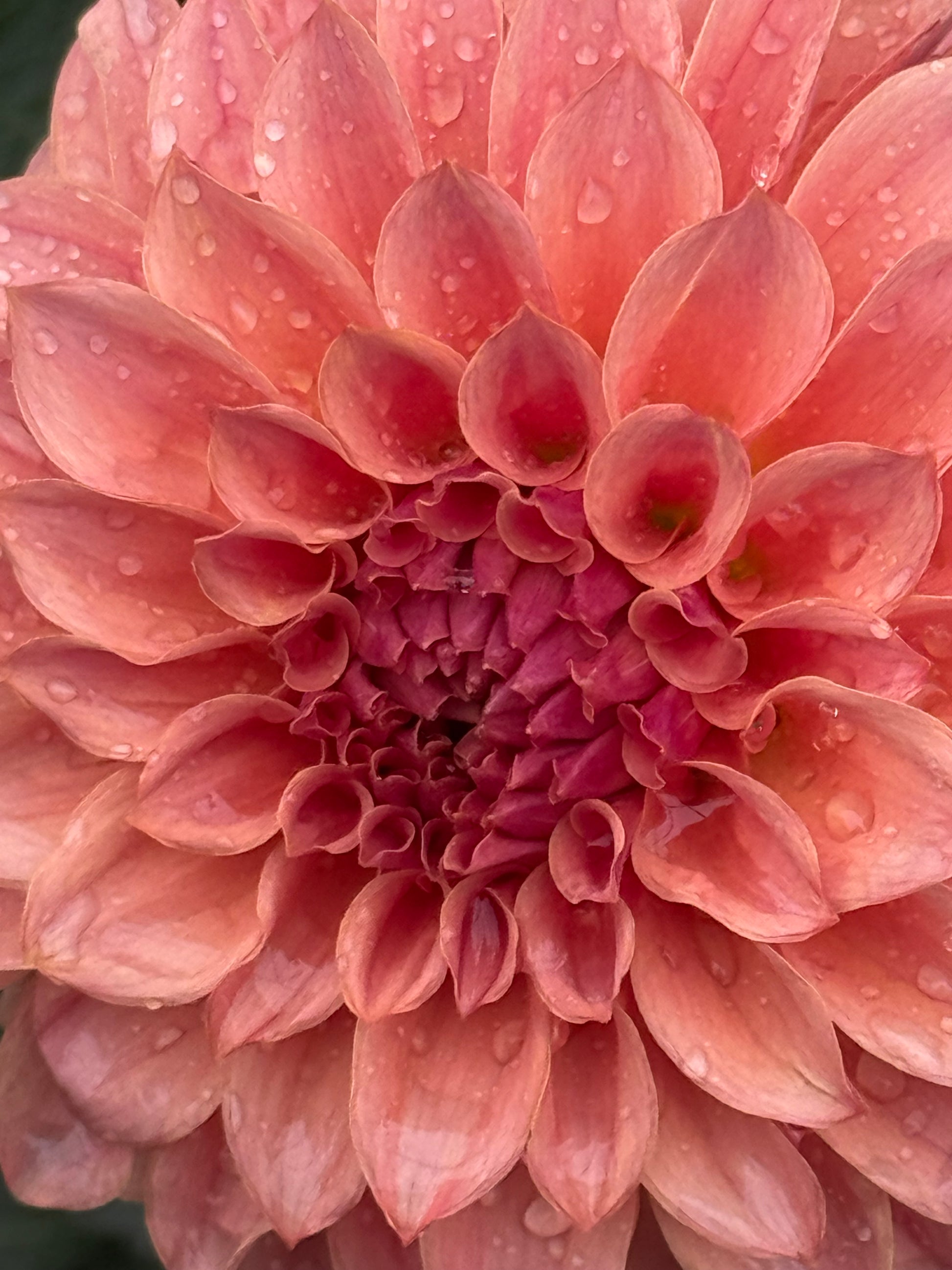 KA’s Coral Sea Dahlia