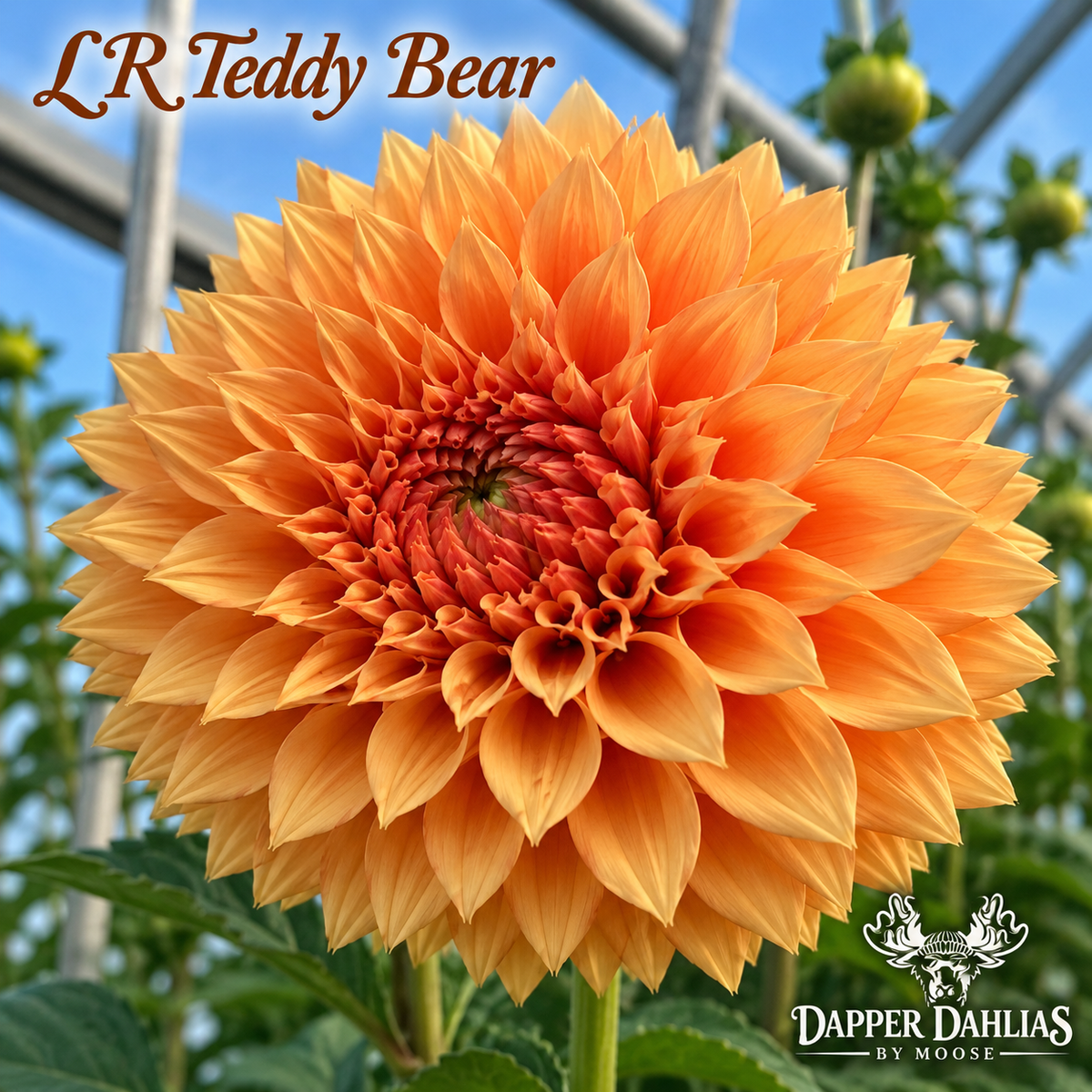 LR Teddy Bear
