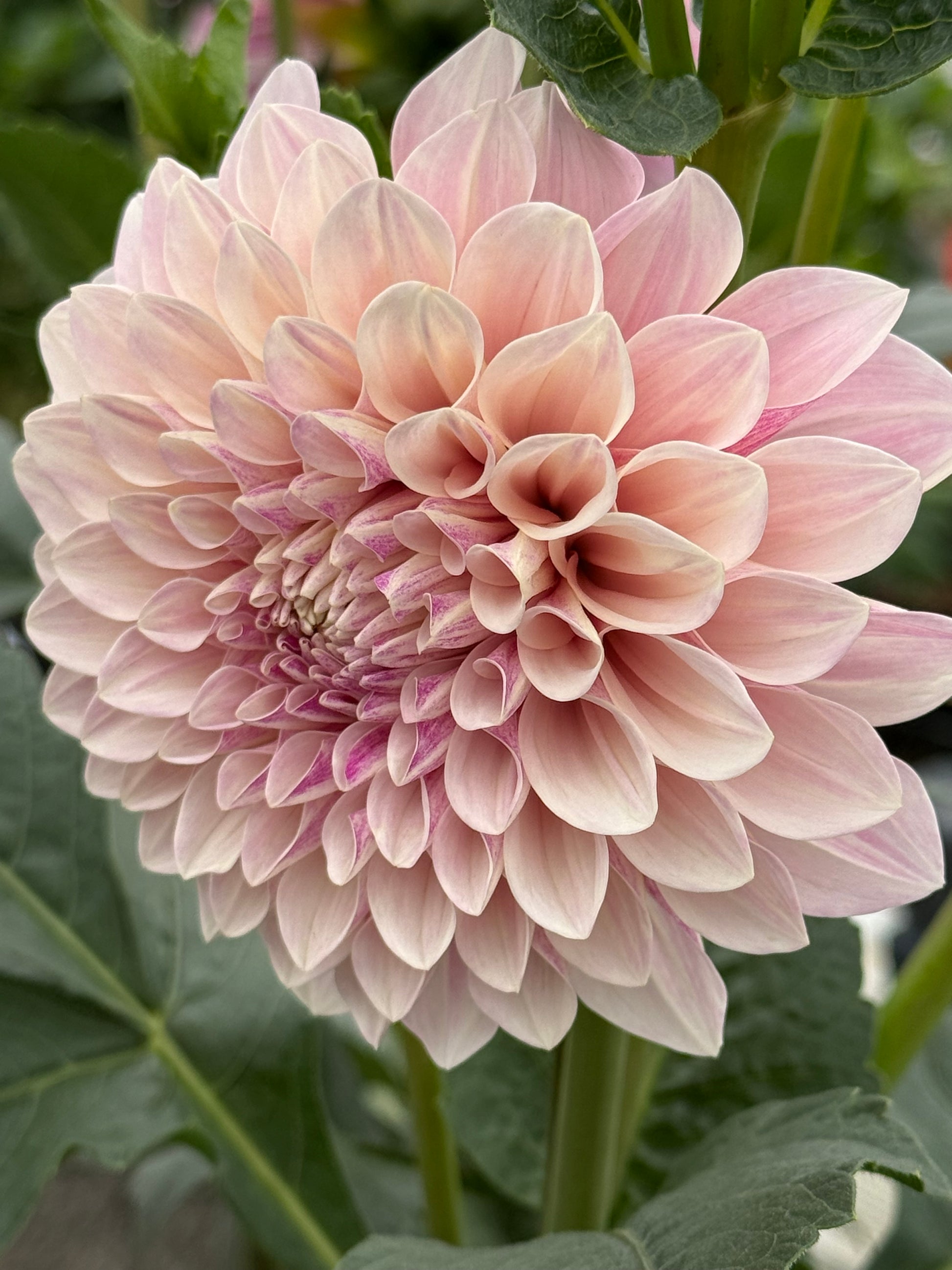 Florelie Antique Dahlia