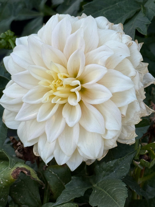 Truly Scrumptious Dahlia