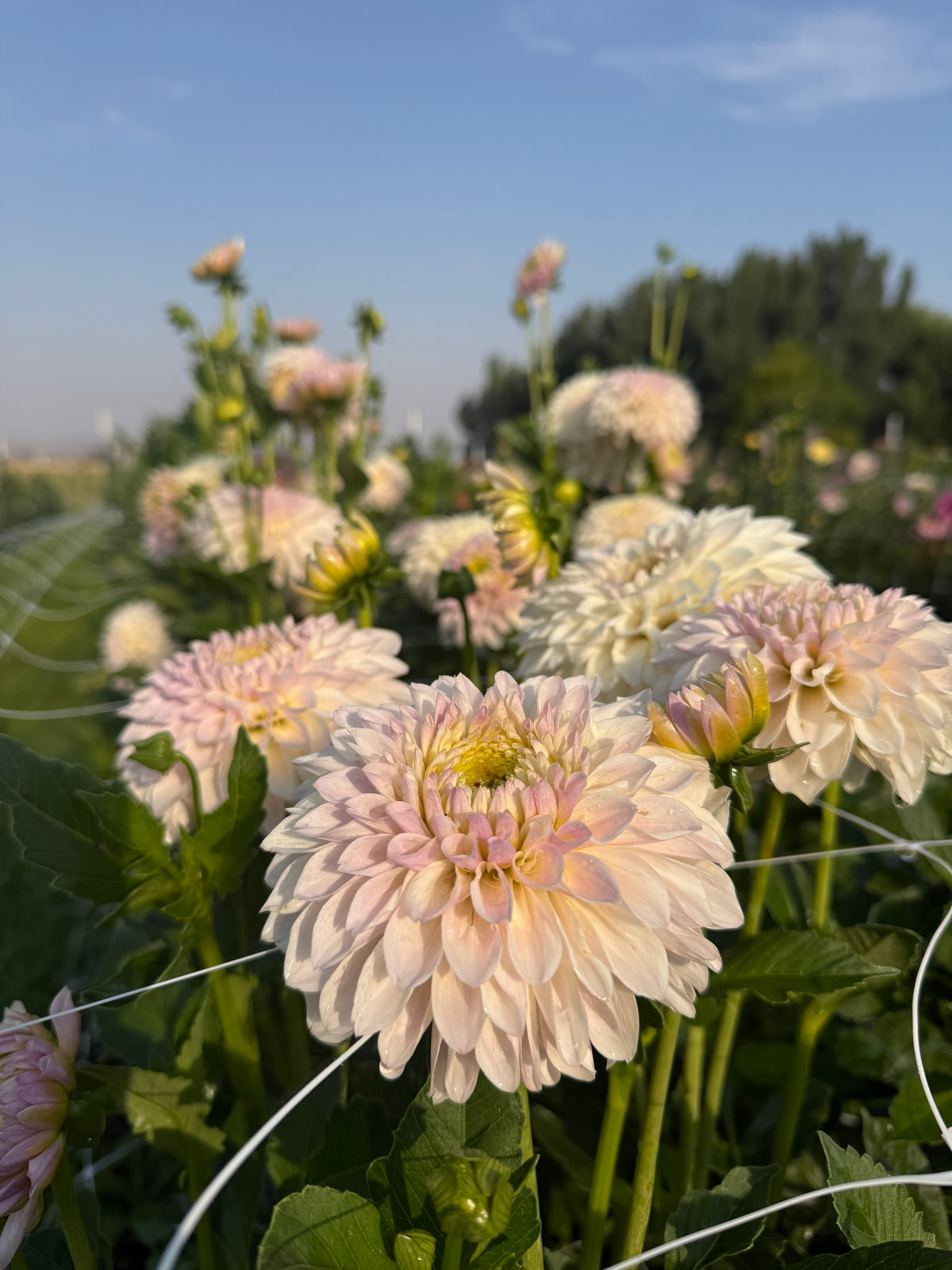 Shiori Dahlia Bloom Rooted Cutting Tuber