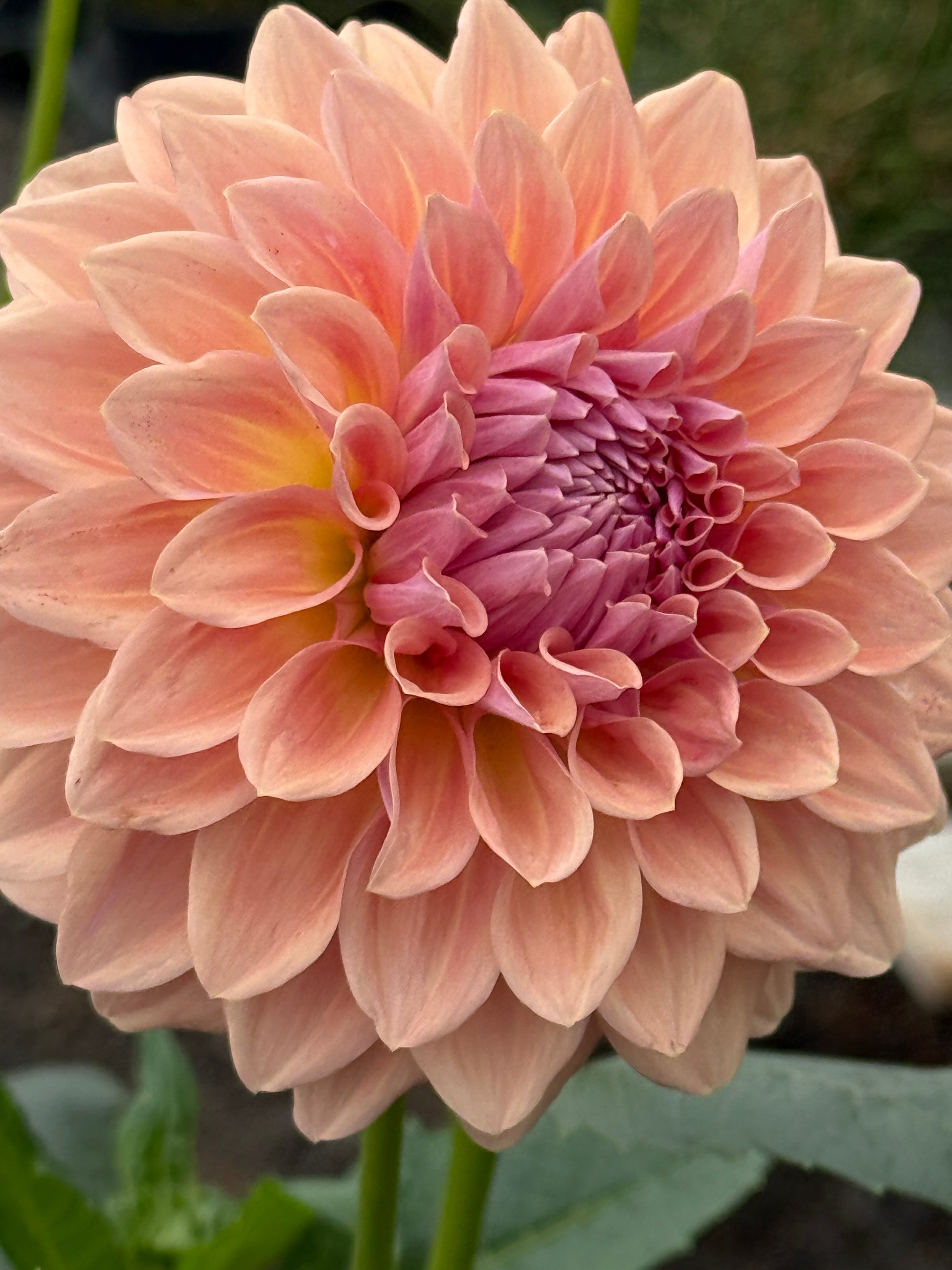 West Coast Australian Dahlia