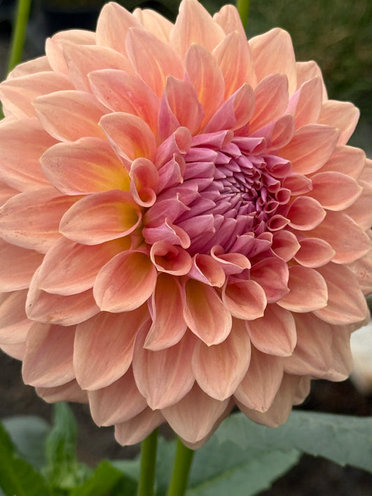 West Coast Australian Dahlia