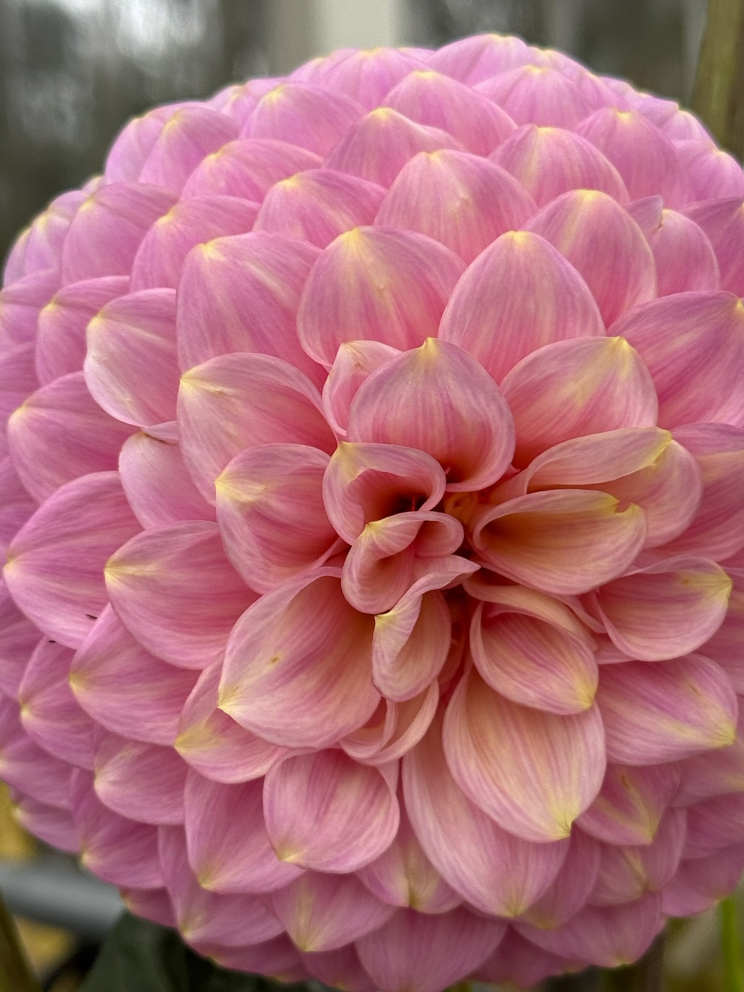 Florelie Oracle Rooted Cuttings