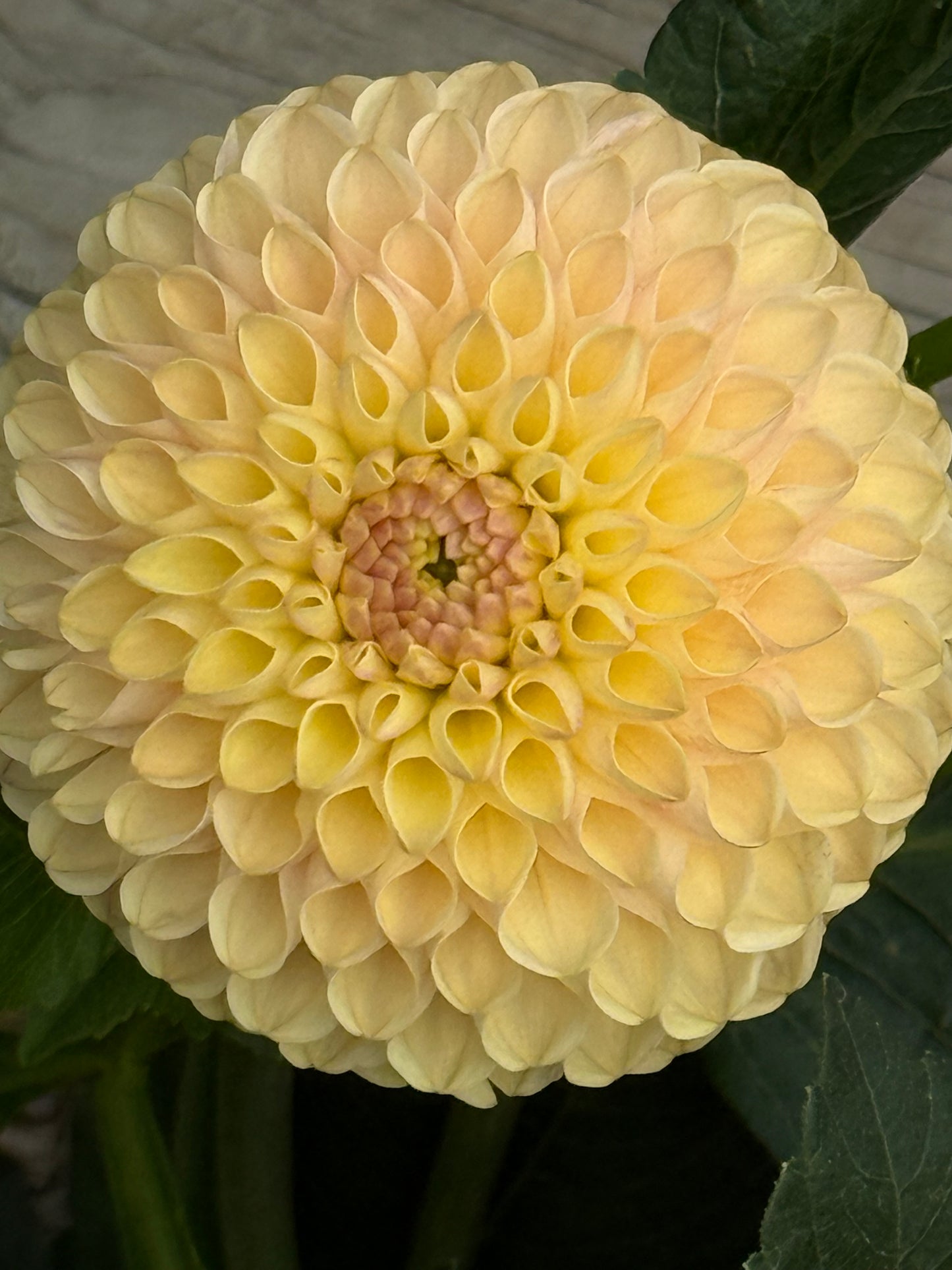 Van Isle Mary Rooted Cuttings