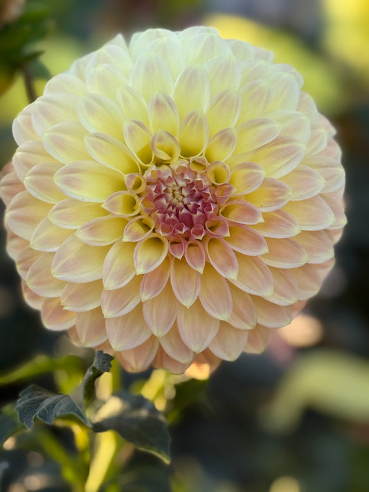 Coorabell Astrid Dahlia