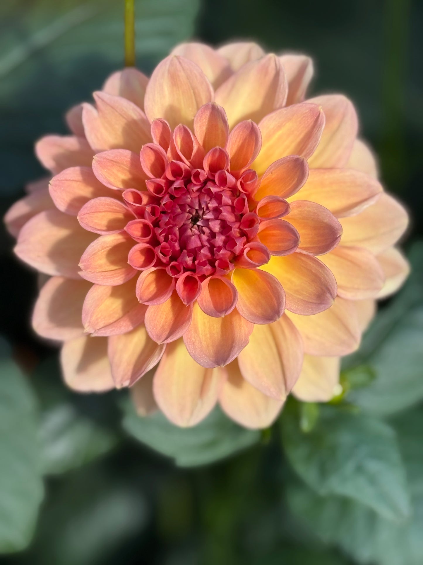 KA’s Sunny Cove Dahlia