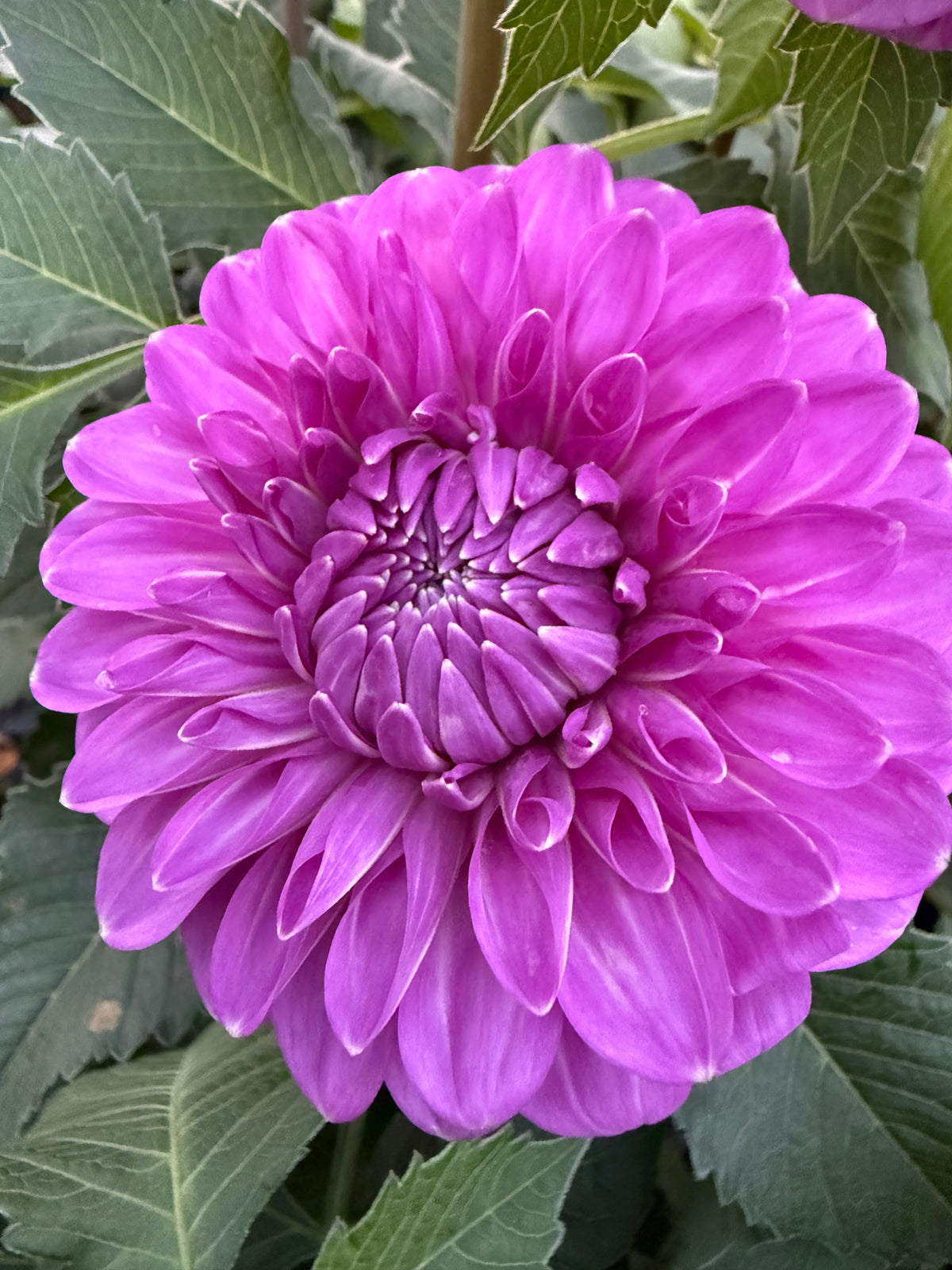 Cupid Australian Dahlia Rooted Cutting Tuber