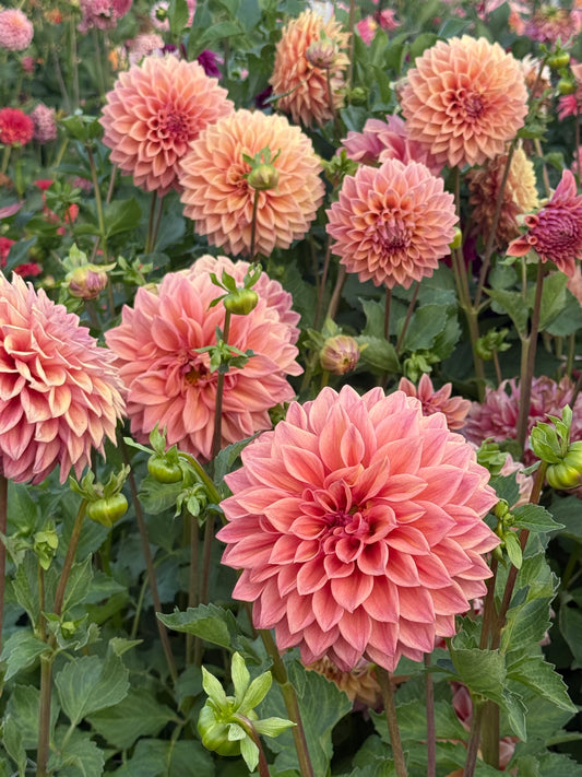 Winkie Cinnamon dahlias with peach and salmon-pink layered blooms on tall stems among green leaves and buds.