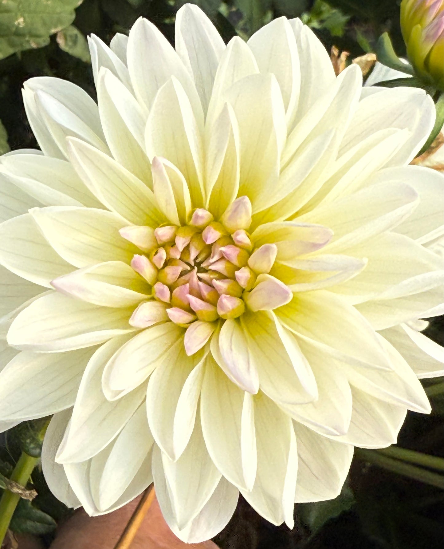 Hollyhill Lilibet  Rooted Cuttings