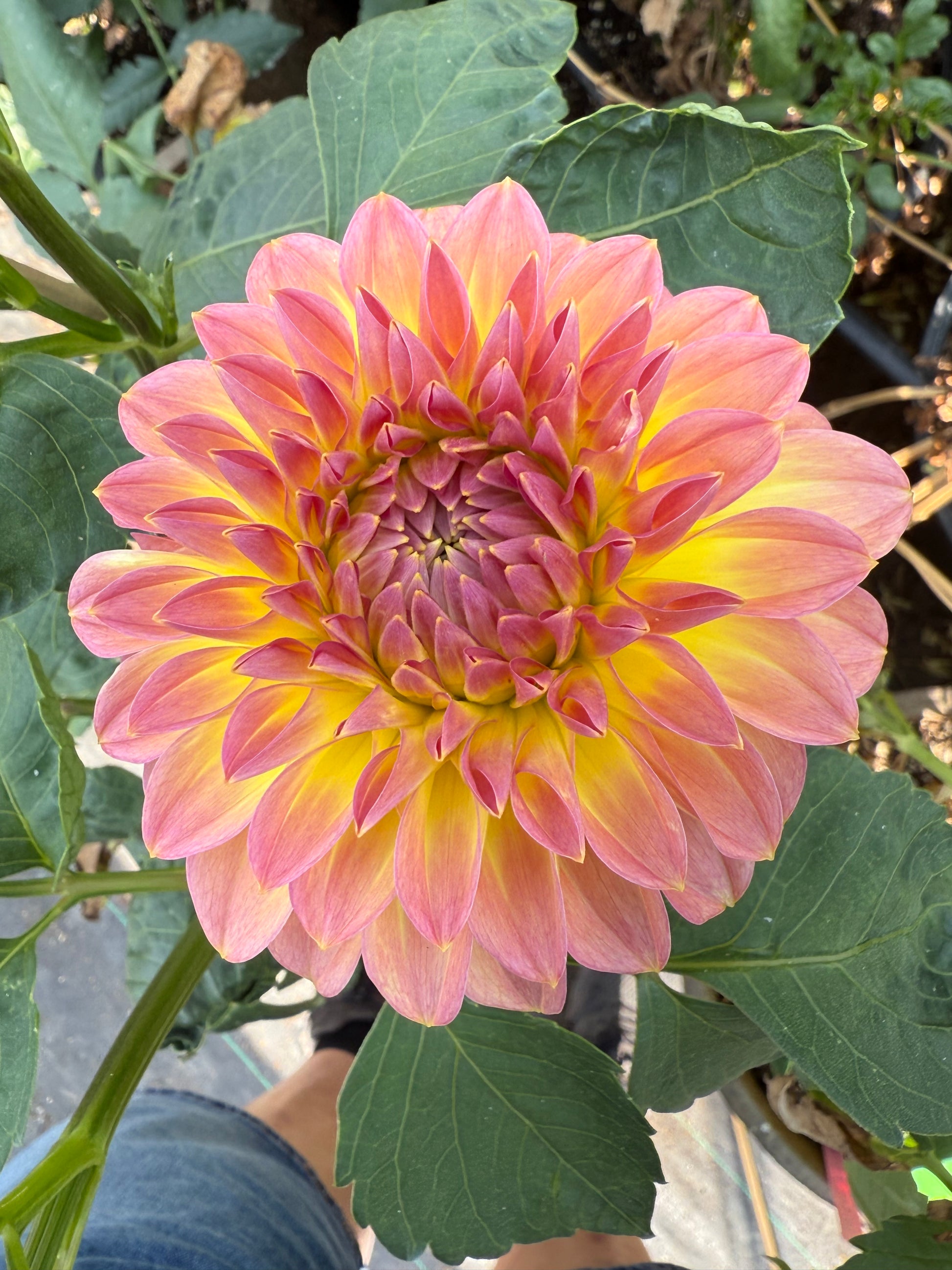 Bloomquist Jerry Dahlia