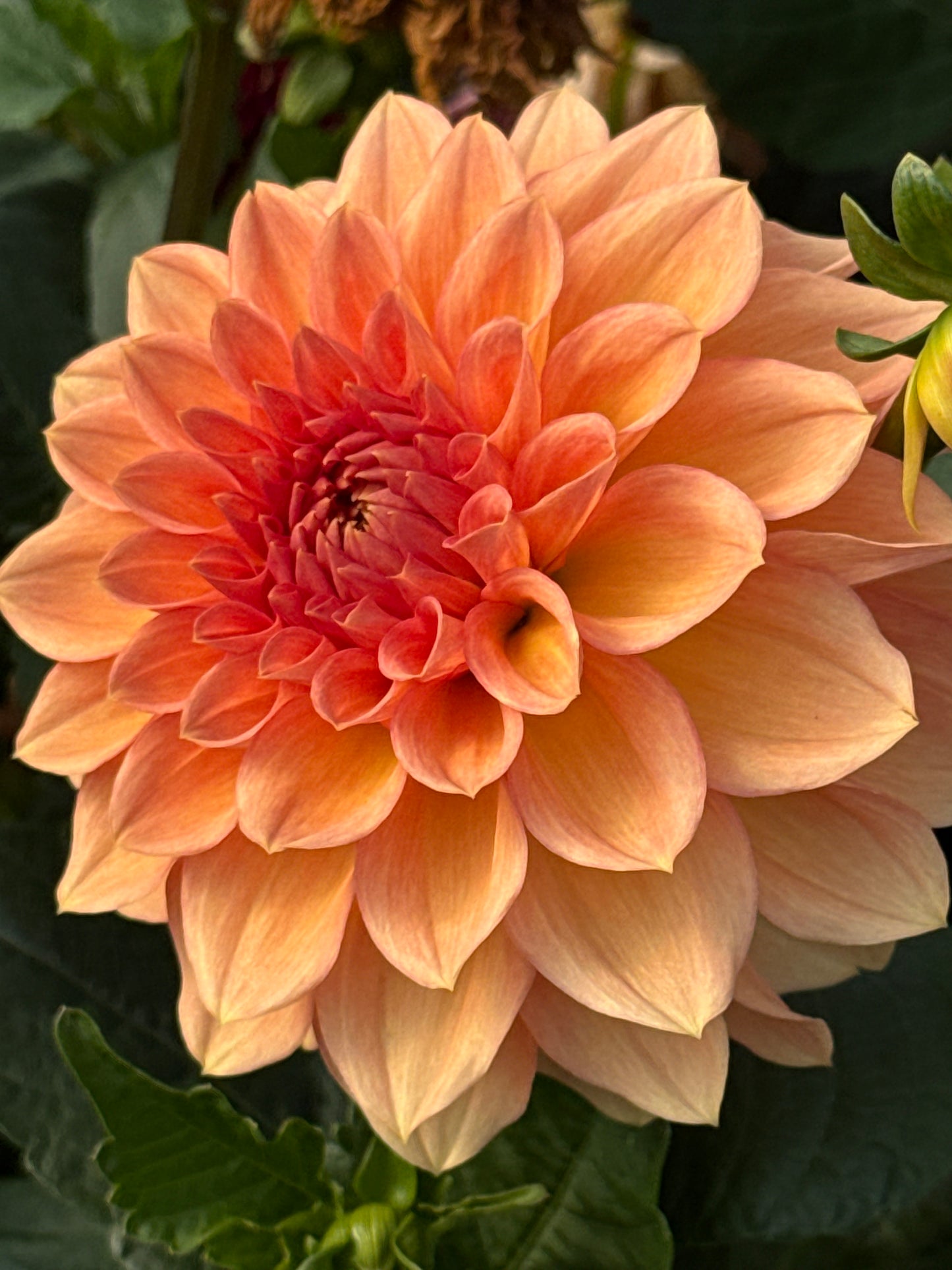 KA’s® Sunny Cove® Rooted Cuttings